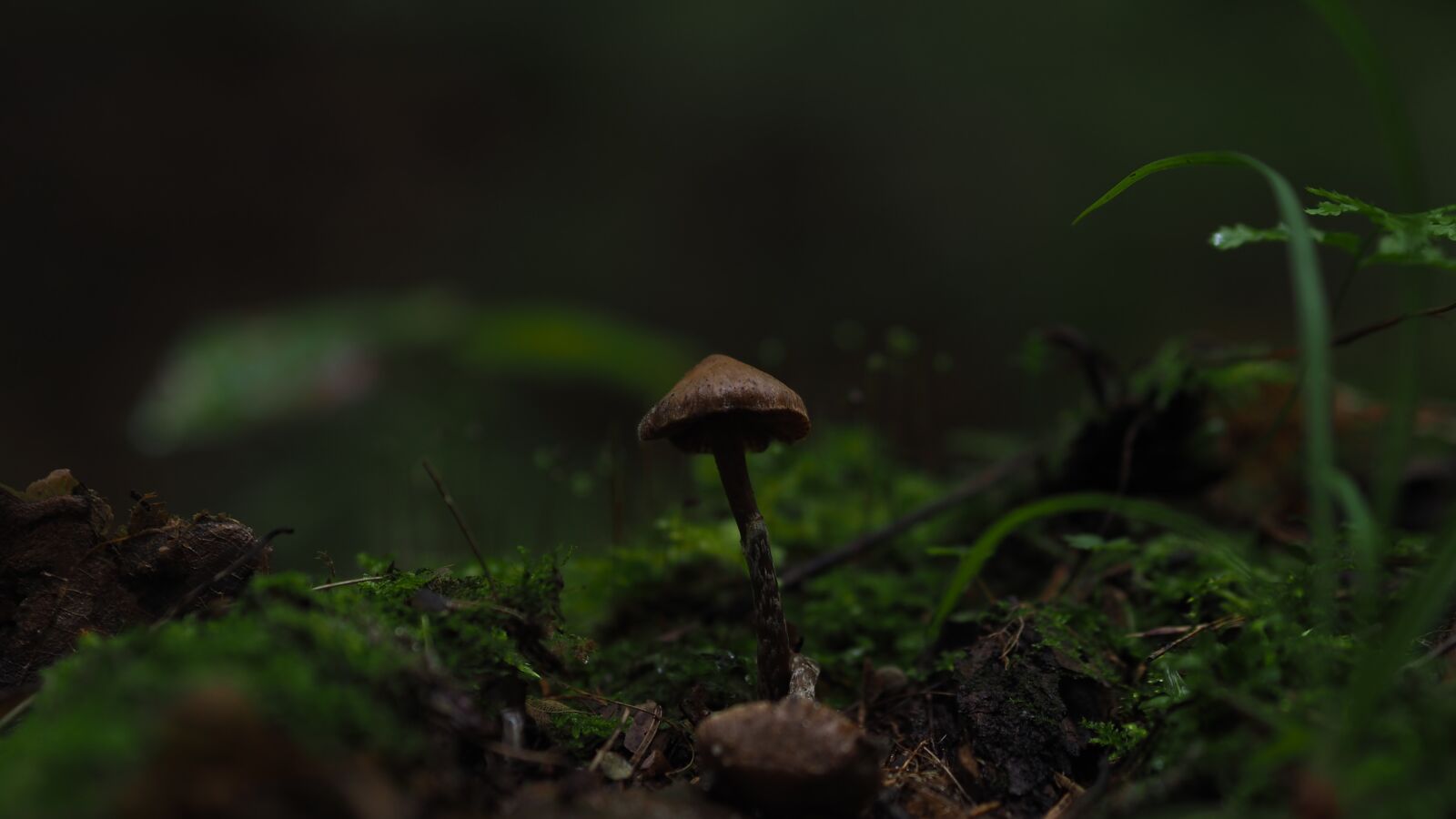 Olympus M.Zuiko Digital 45mm F1.8 sample photo. Mushroom, forest, moss photography