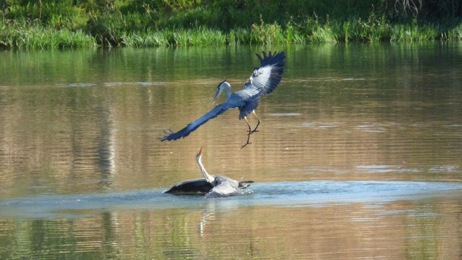 Panasonic DMC-FZ72 sample photo. Grey heron, bird, river photography
