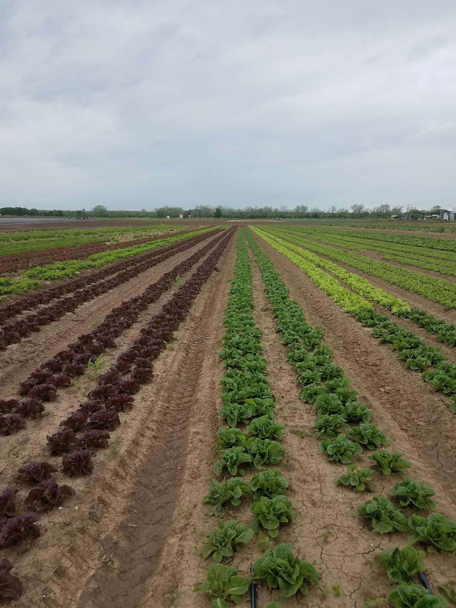 Samsung Galaxy S7 Edge sample photo. Farm, food, kale, plants photography