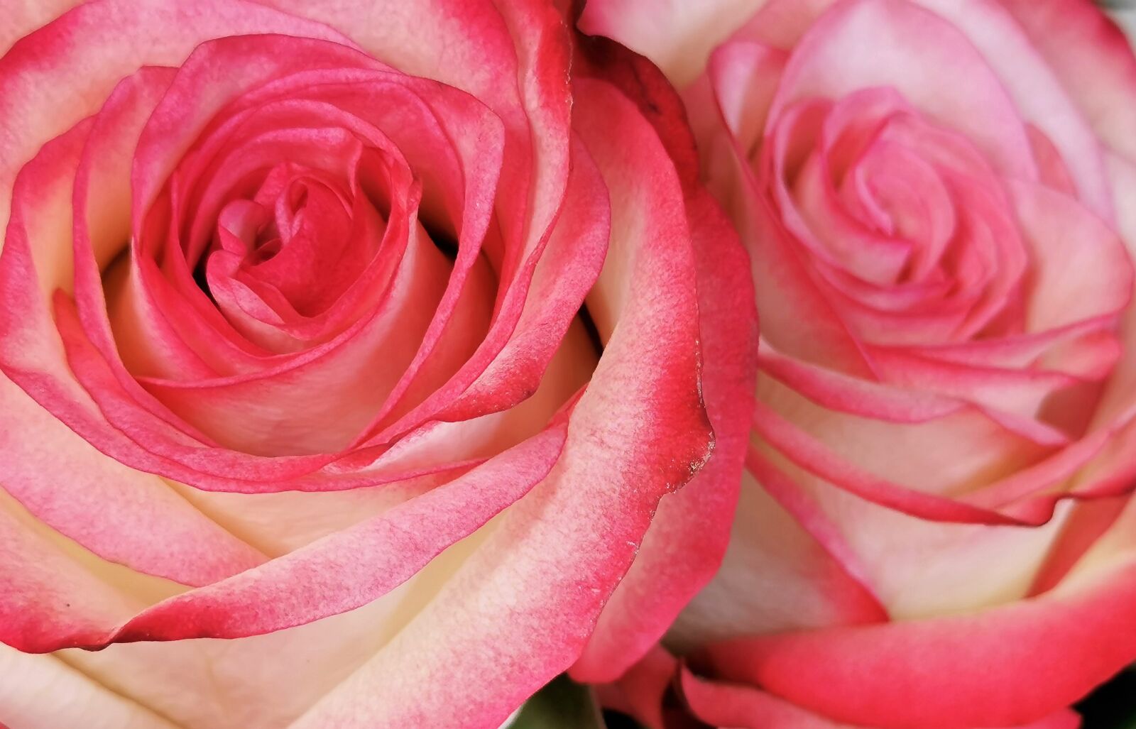 HUAWEI P30 sample photo. White pink roses, blooming photography