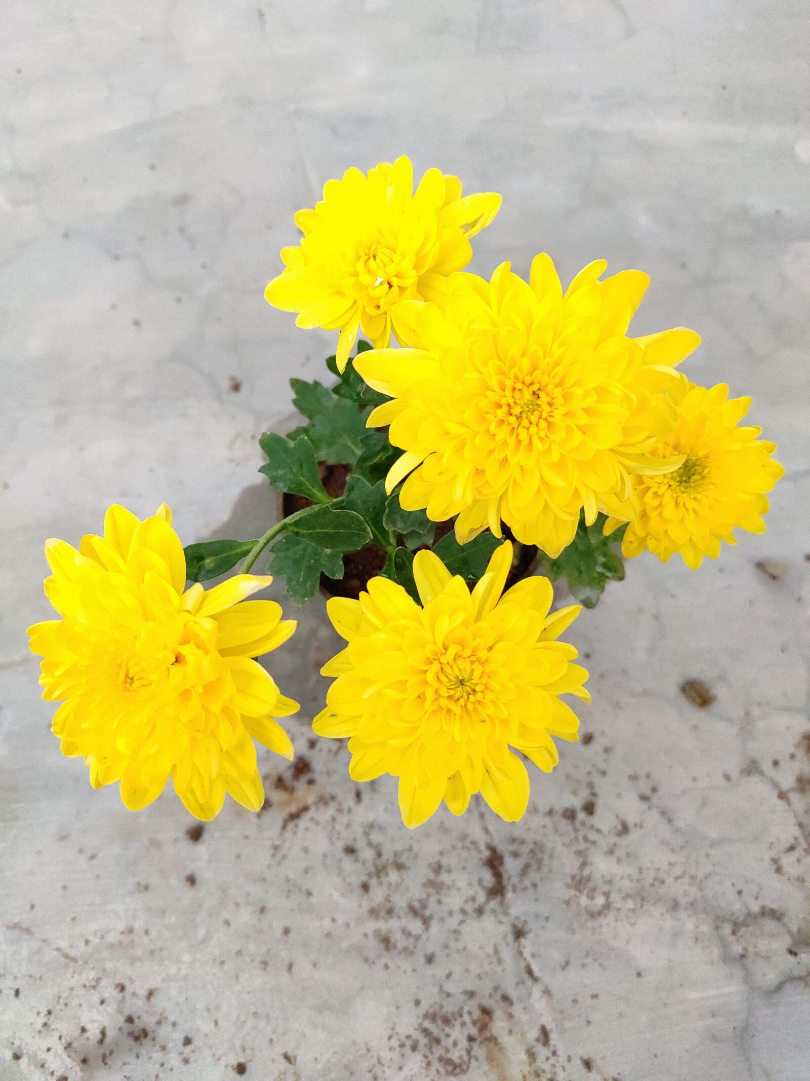 Xiaomi Redmi Note 7 Pro sample photo. Flowers, yellow flowers, plant photography