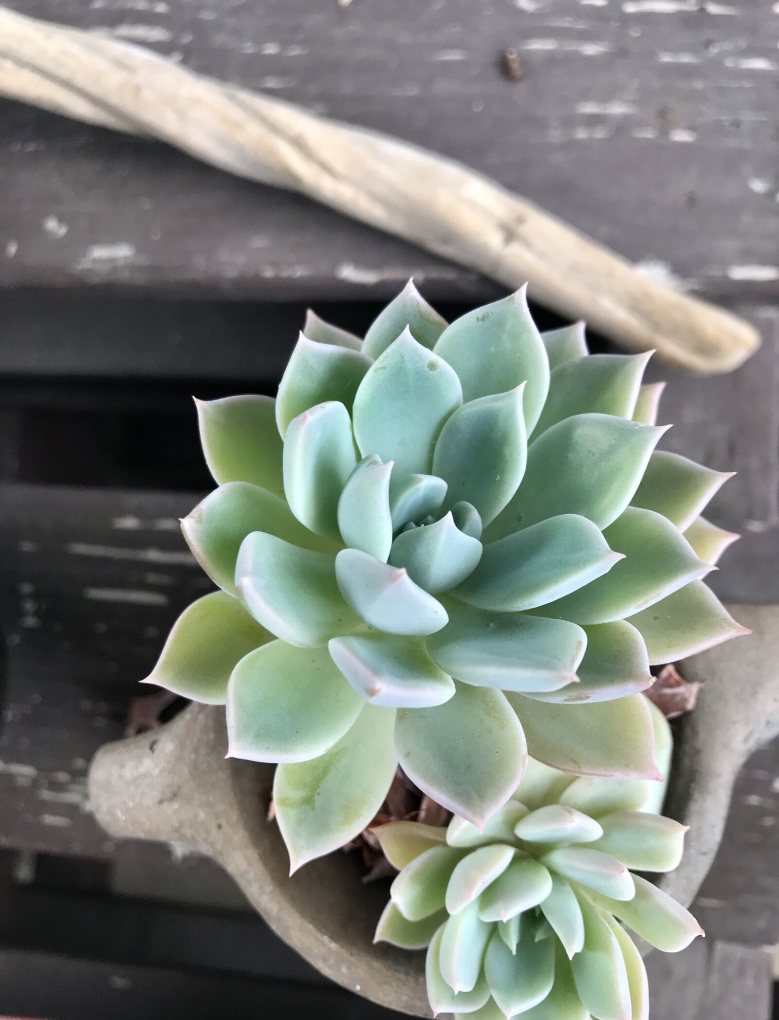 iPhone 7 back camera 3.99mm f/1.8 sample photo. Succulents, plant, cactus photography