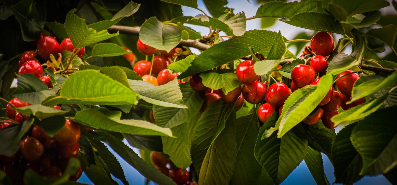 Nikon D5300 sample photo. Cherry, tree, re photography