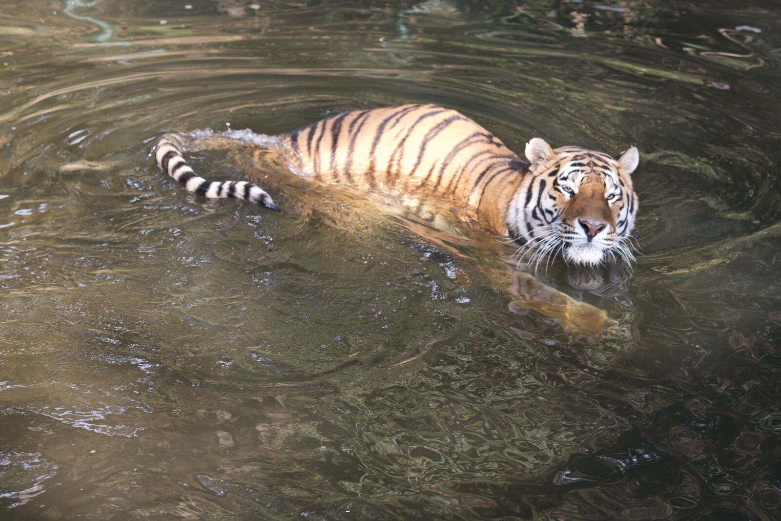 Canon EOS 70D + Canon EF 135mm F2L USM sample photo. Tiger, pilsen zoo, water photography