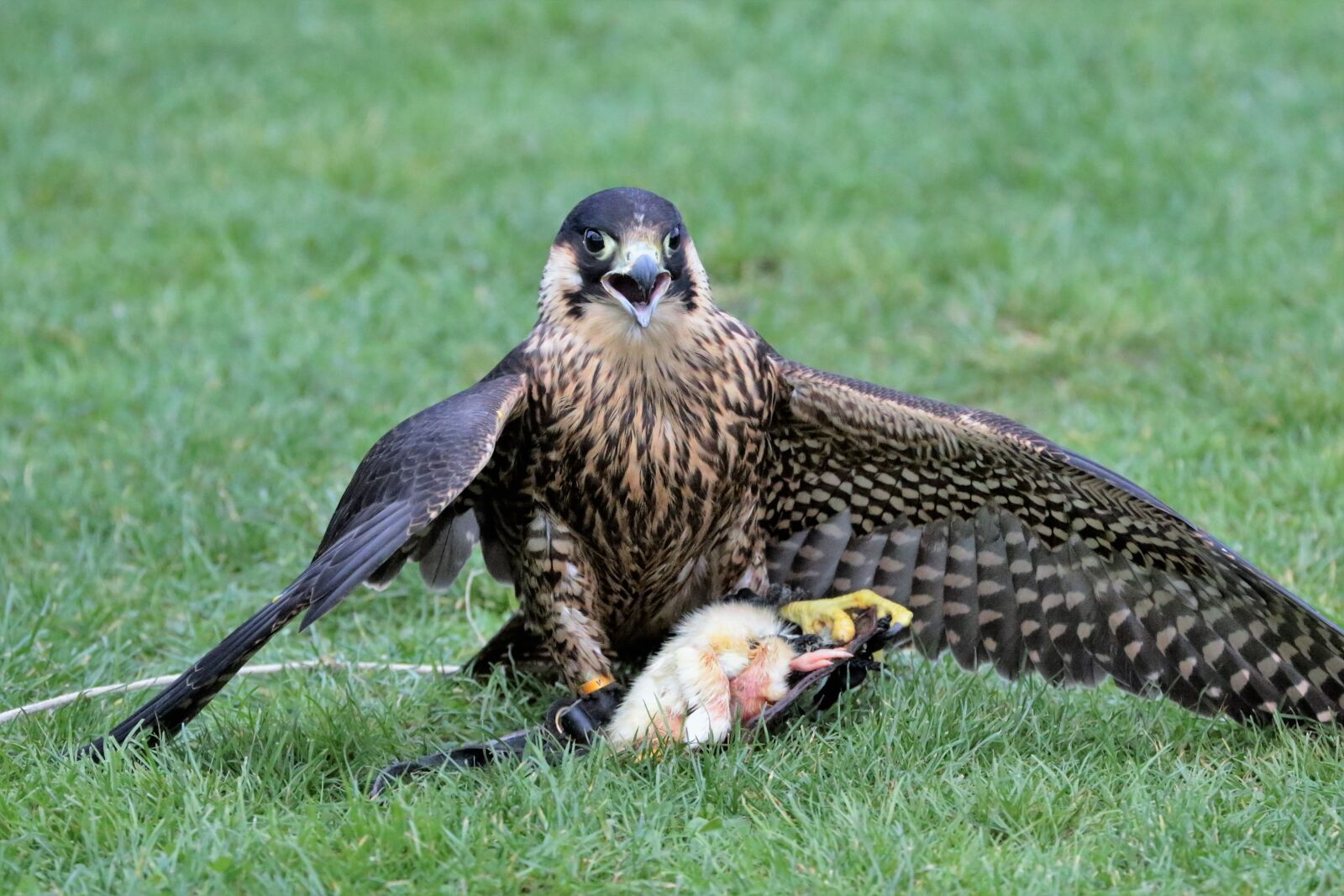 Canon EF 70-300mm F4-5.6L IS USM sample photo. Falcon, bird, beak photography