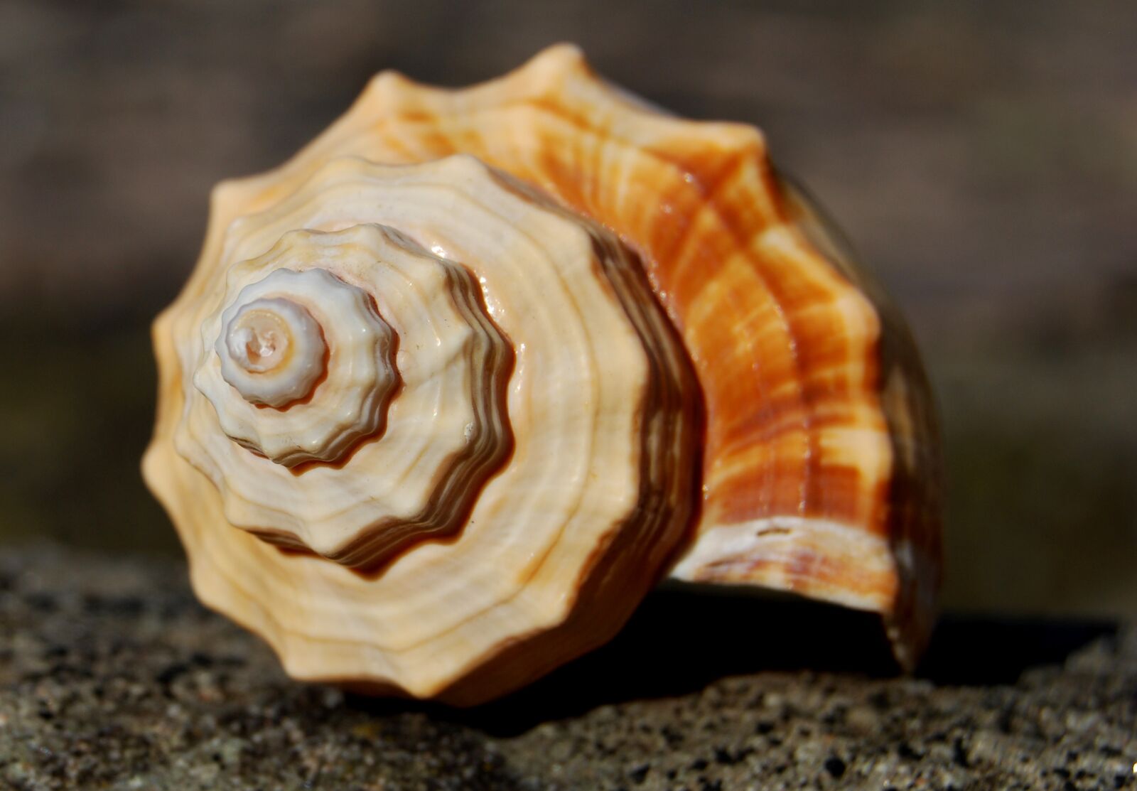 Nikon D40X sample photo. Fibonacci, spiral, seashell photography