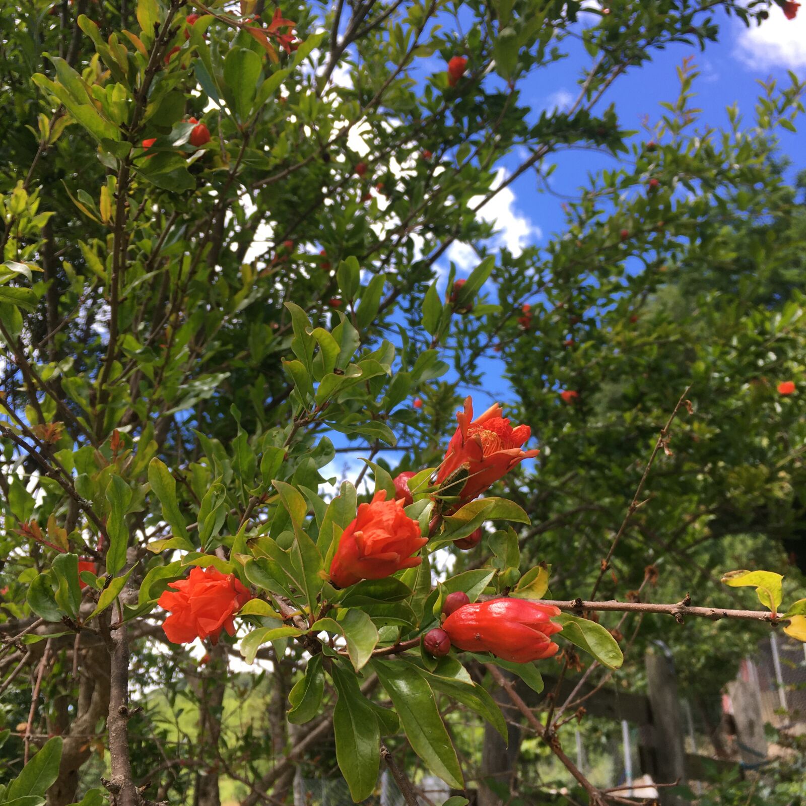 Apple iPhone SE (1st generation) sample photo. Pomegranate, flower, nature photography