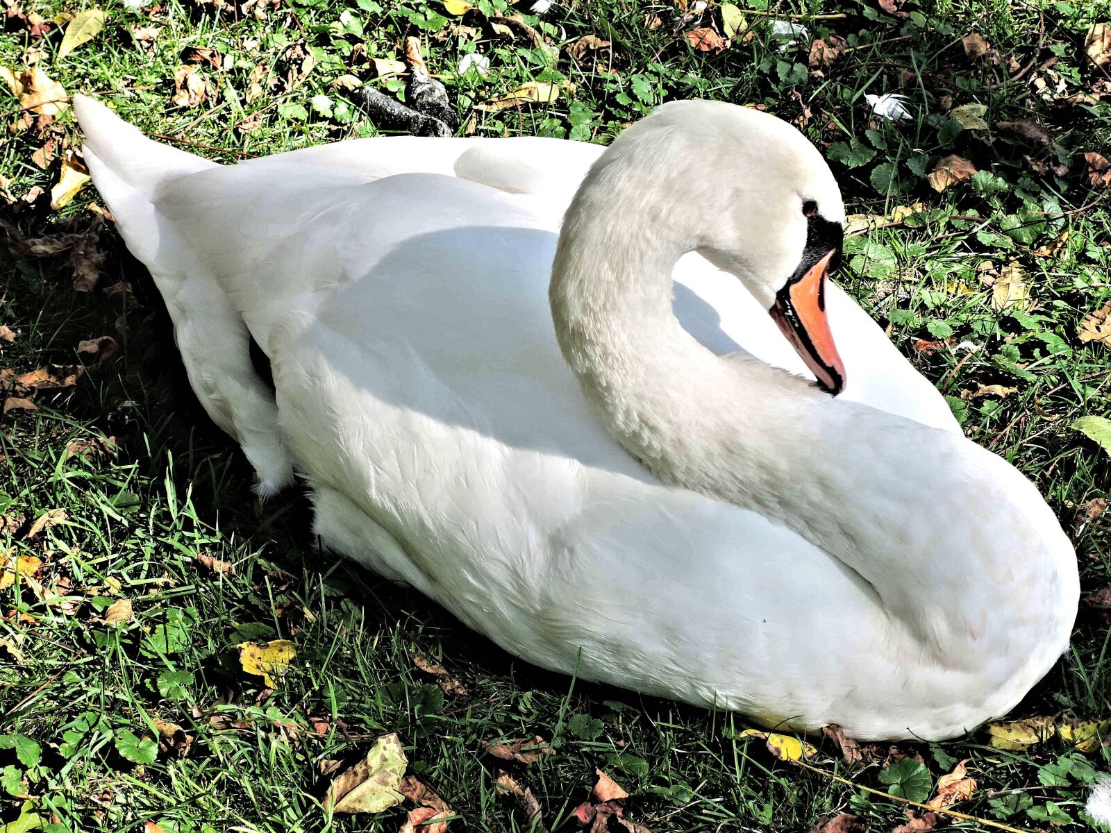 Nikon Coolpix P340 sample photo. Swan, wild bird, resting photography