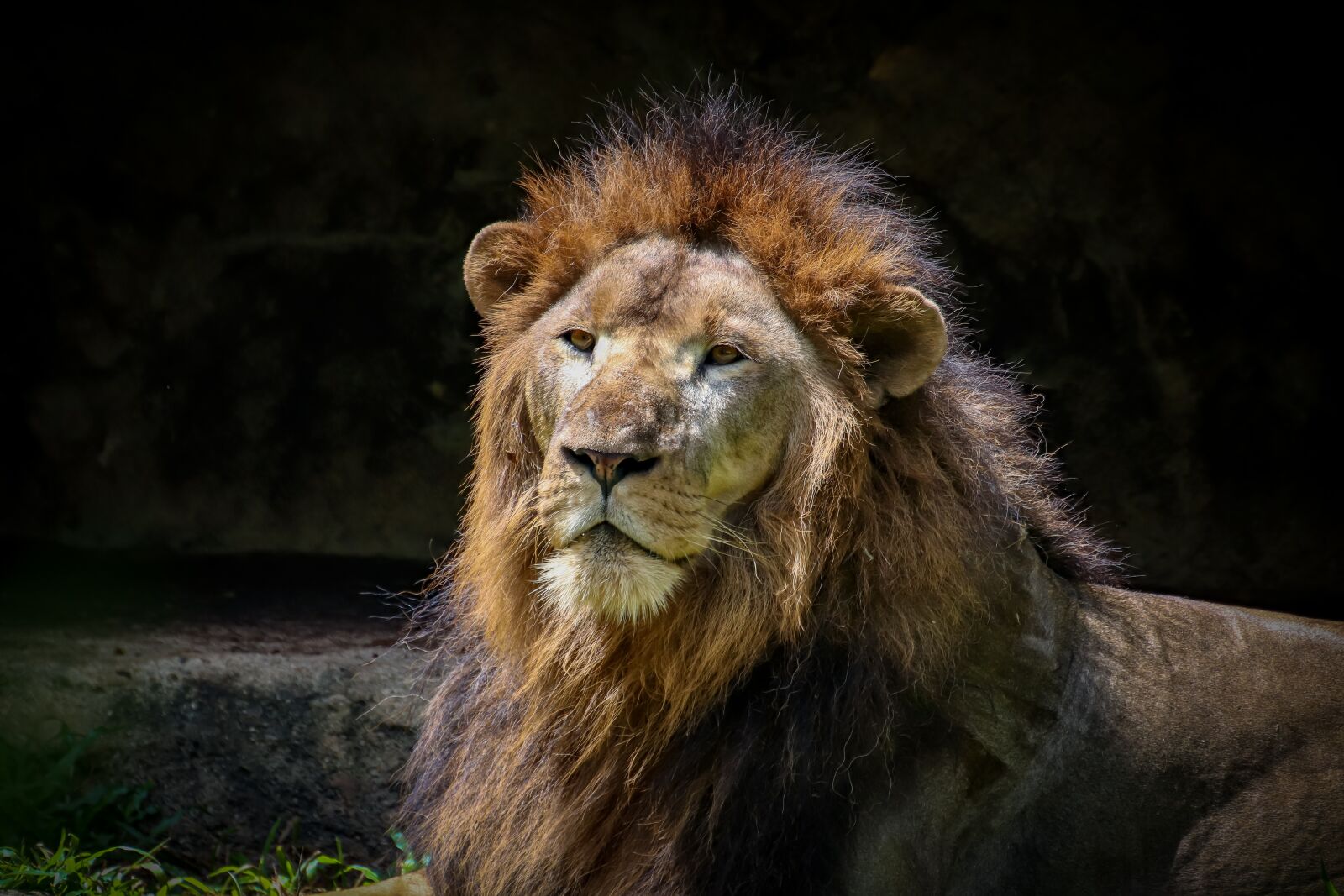 Canon EOS 800D (EOS Rebel T7i / EOS Kiss X9i) sample photo. Lion, predator, cat photography