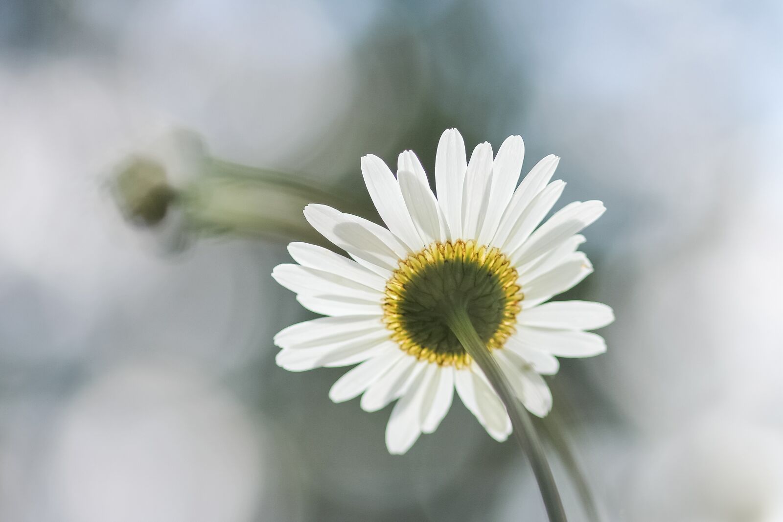Canon EOS 550D (EOS Rebel T2i / EOS Kiss X4) sample photo. Daisy, flower, nature photography