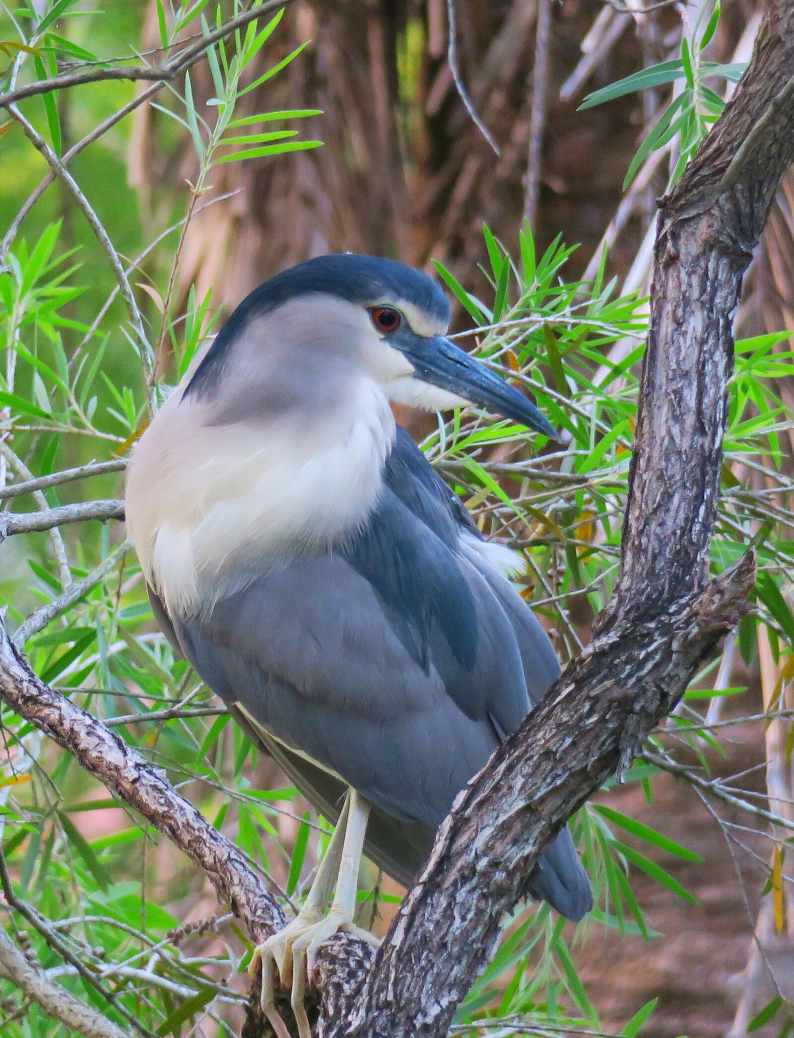 Canon PowerShot G3 X sample photo. Bird, wildlife, nature photography