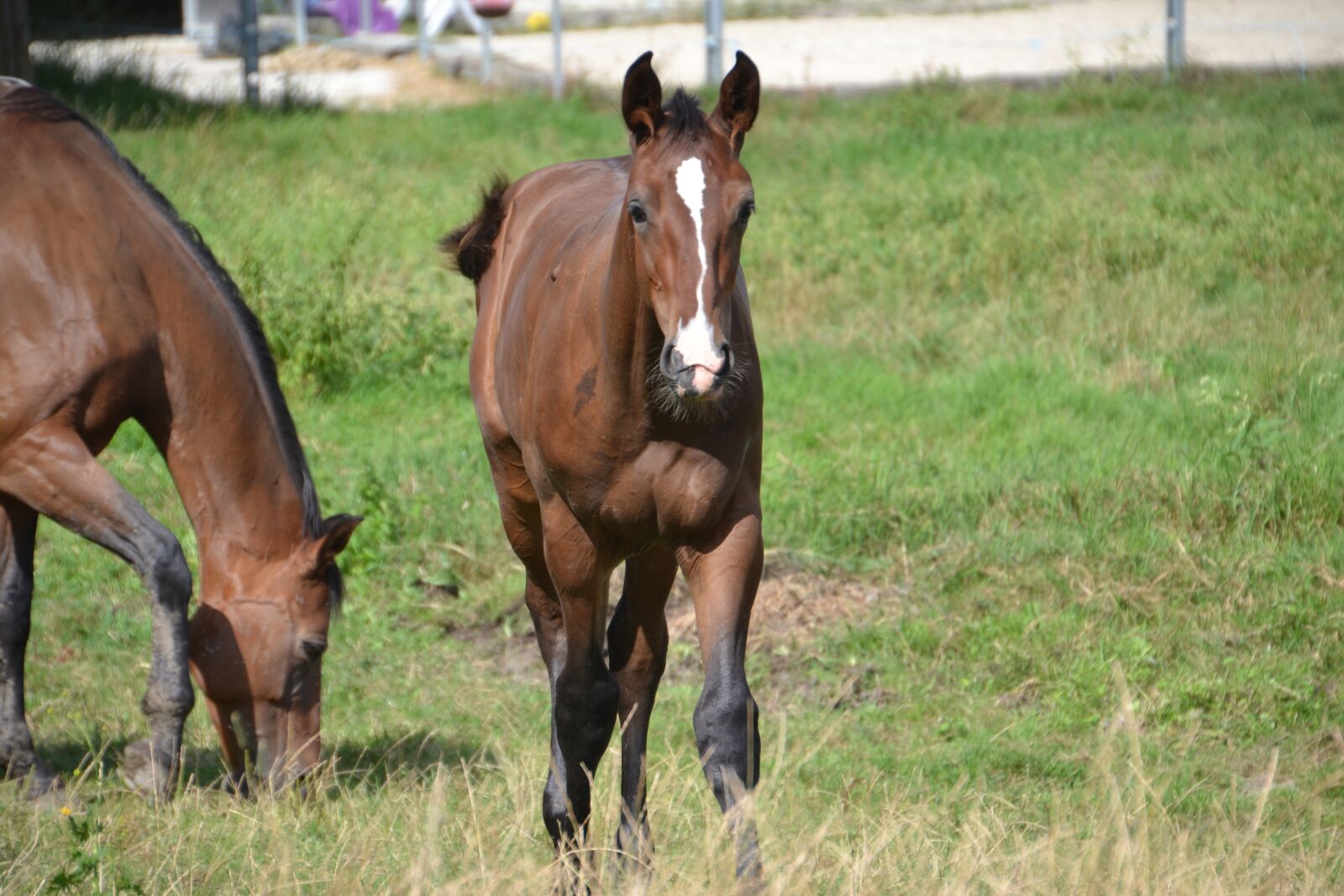 Nikon D3100 sample photo. Horses, paddock, pasture photography