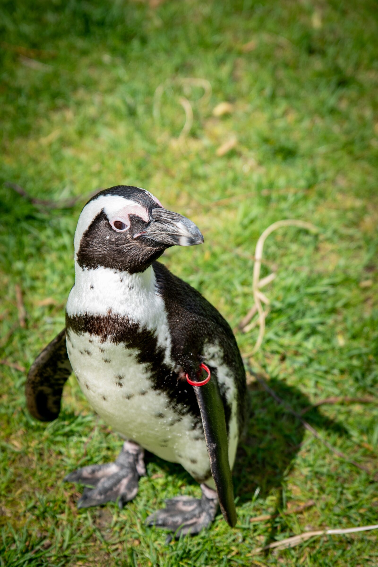 Tamron SP 24-70mm F2.8 Di VC USD sample photo. Animal world, bird, nature photography