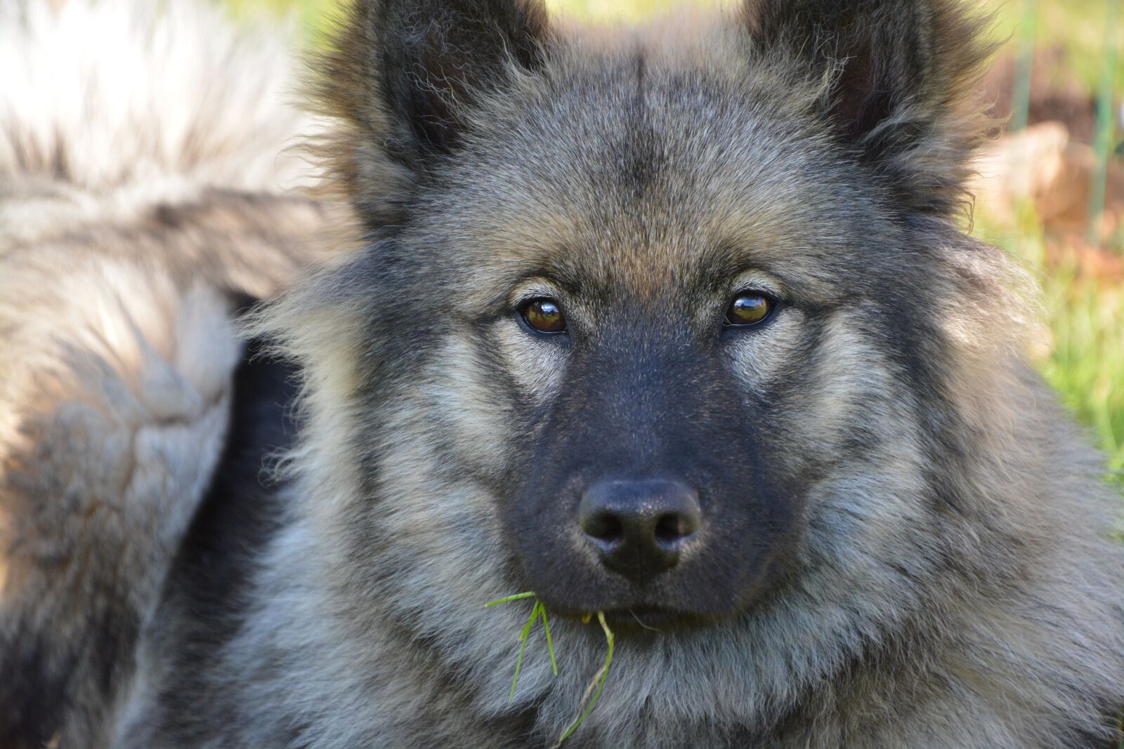 Nikon D5200 sample photo. Dog, bitch, dog eurasier photography