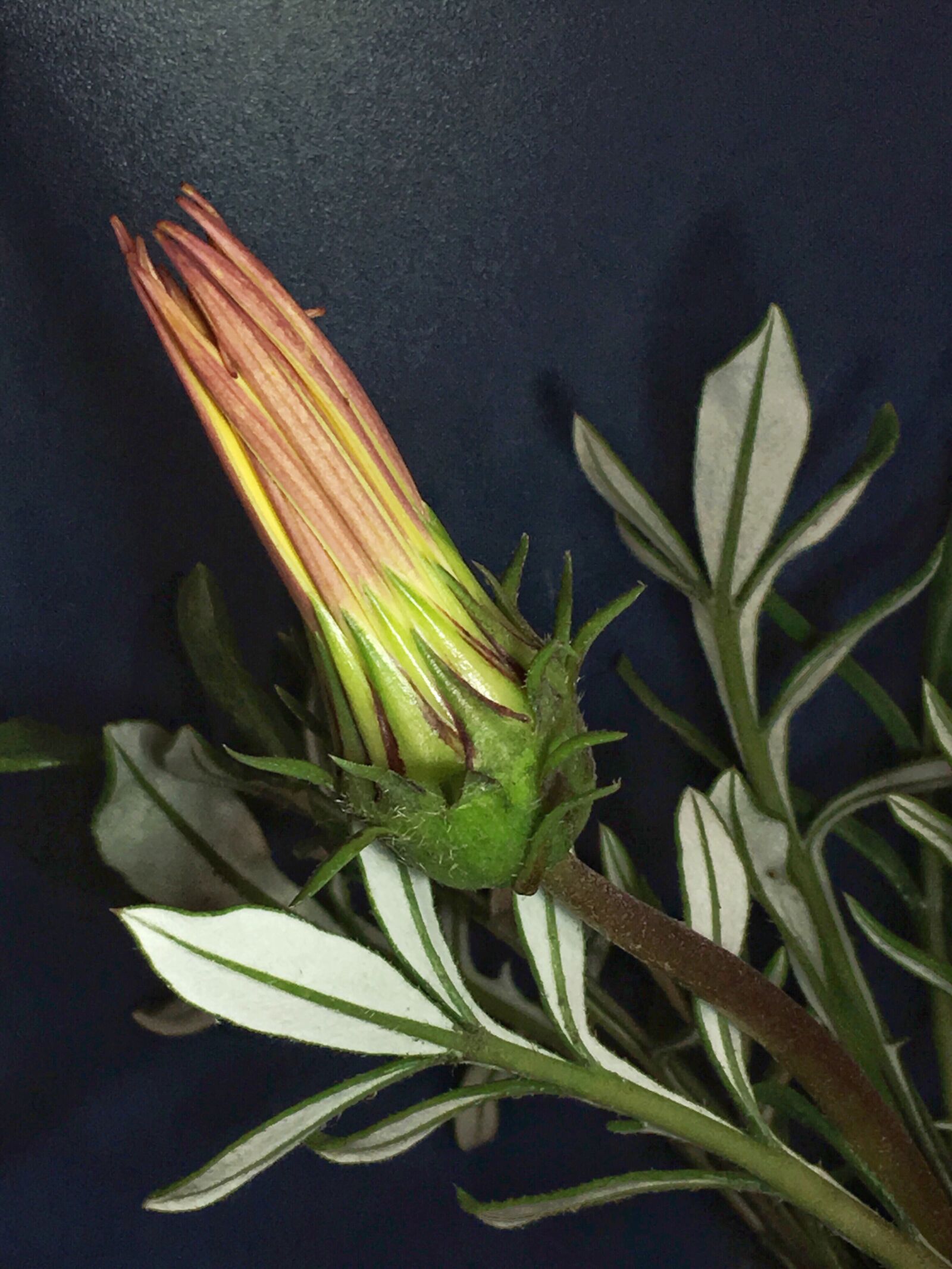 iPhone 6s Plus back camera 4.15mm f/2.2 sample photo. Gazania, pimpollo, petals yellow photography