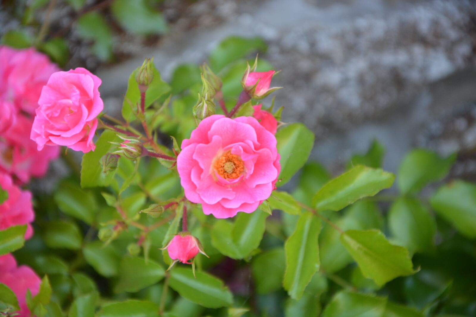 Nikon D5200 sample photo. Rose bud, rosebush, pink photography