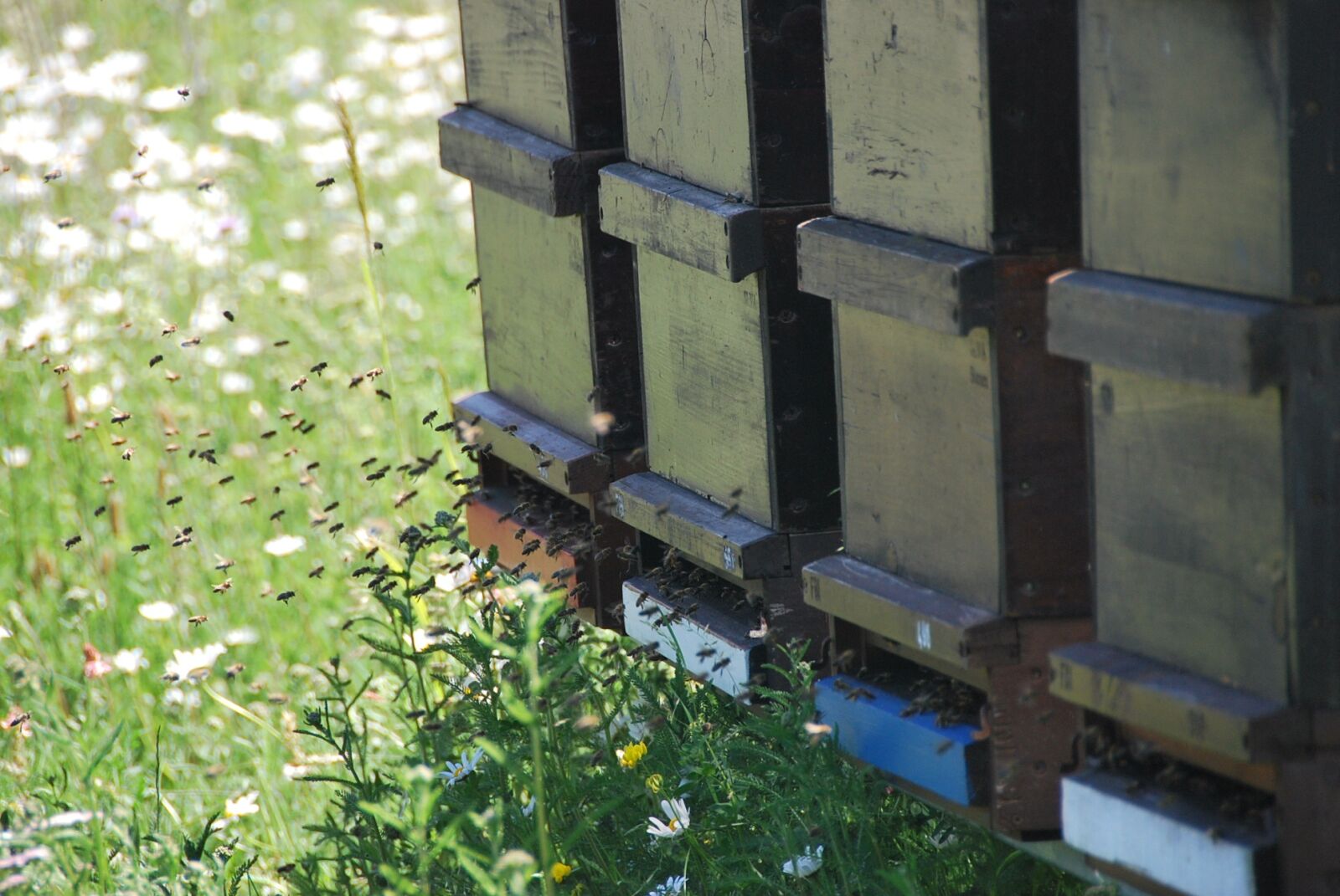 Nikon D60 sample photo. Bees, summer, honey photography