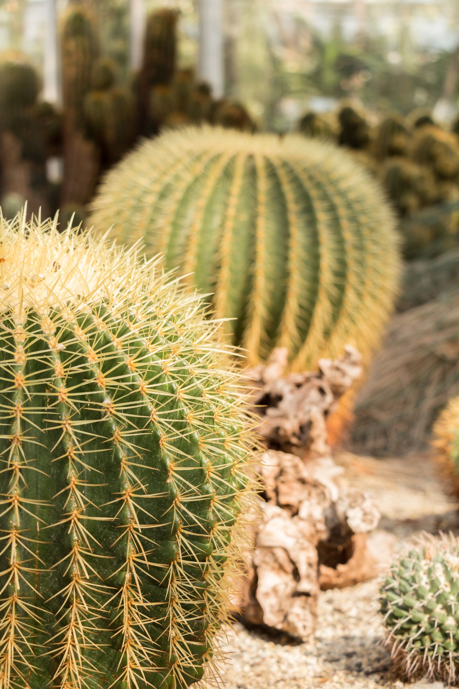 Canon EOS 700D (EOS Rebel T5i / EOS Kiss X7i) sample photo. Cactus, mother-in-law chair, prickly photography