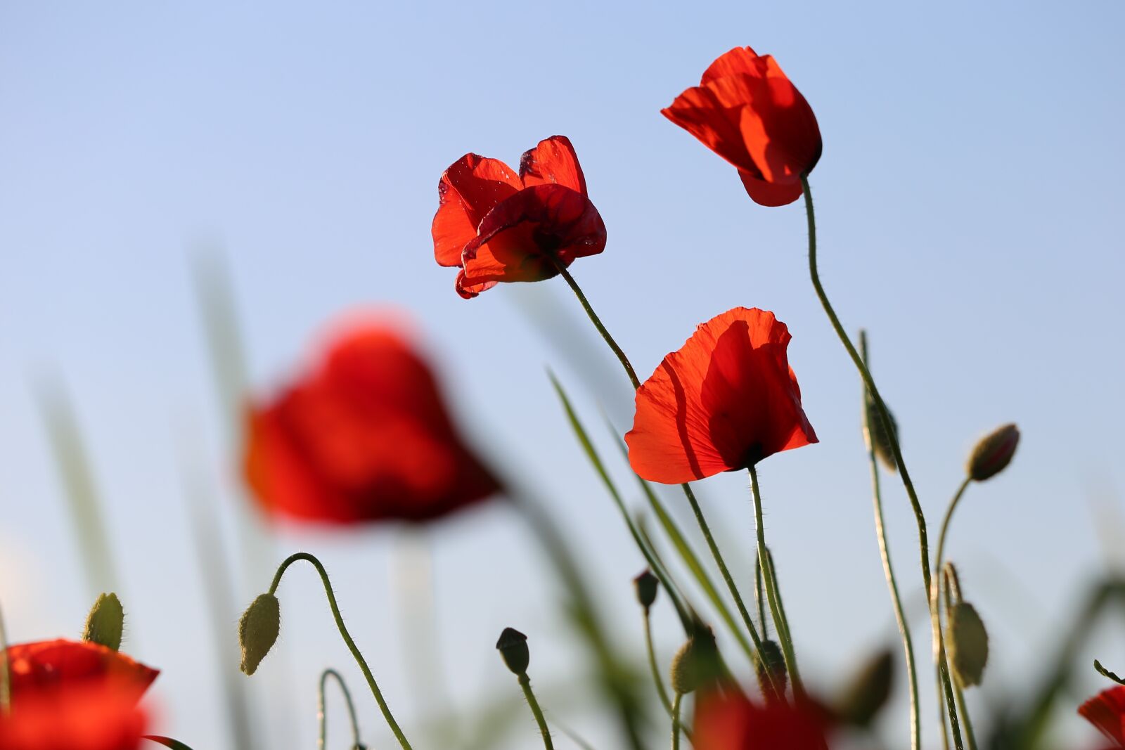 Canon EF 70-300 F4-5.6 IS II USM sample photo. Red poppys, blooming, blue photography