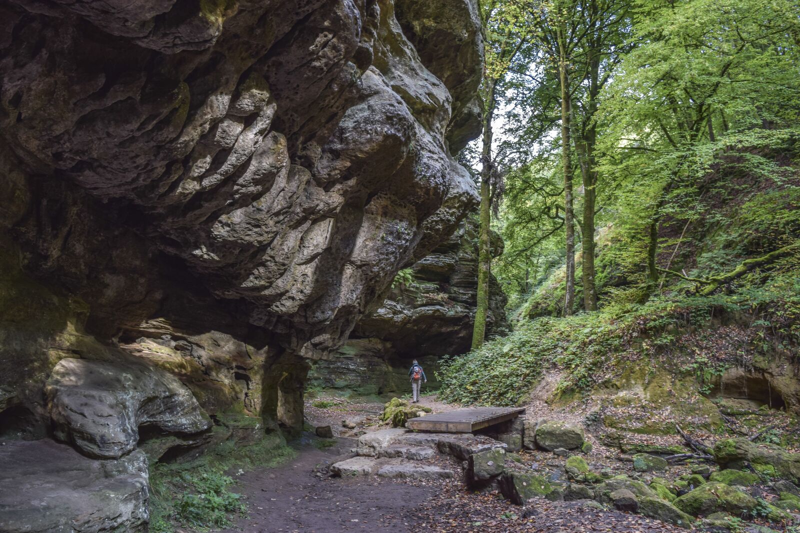 Nikon D3300 sample photo. Forest, nature, landscape photography