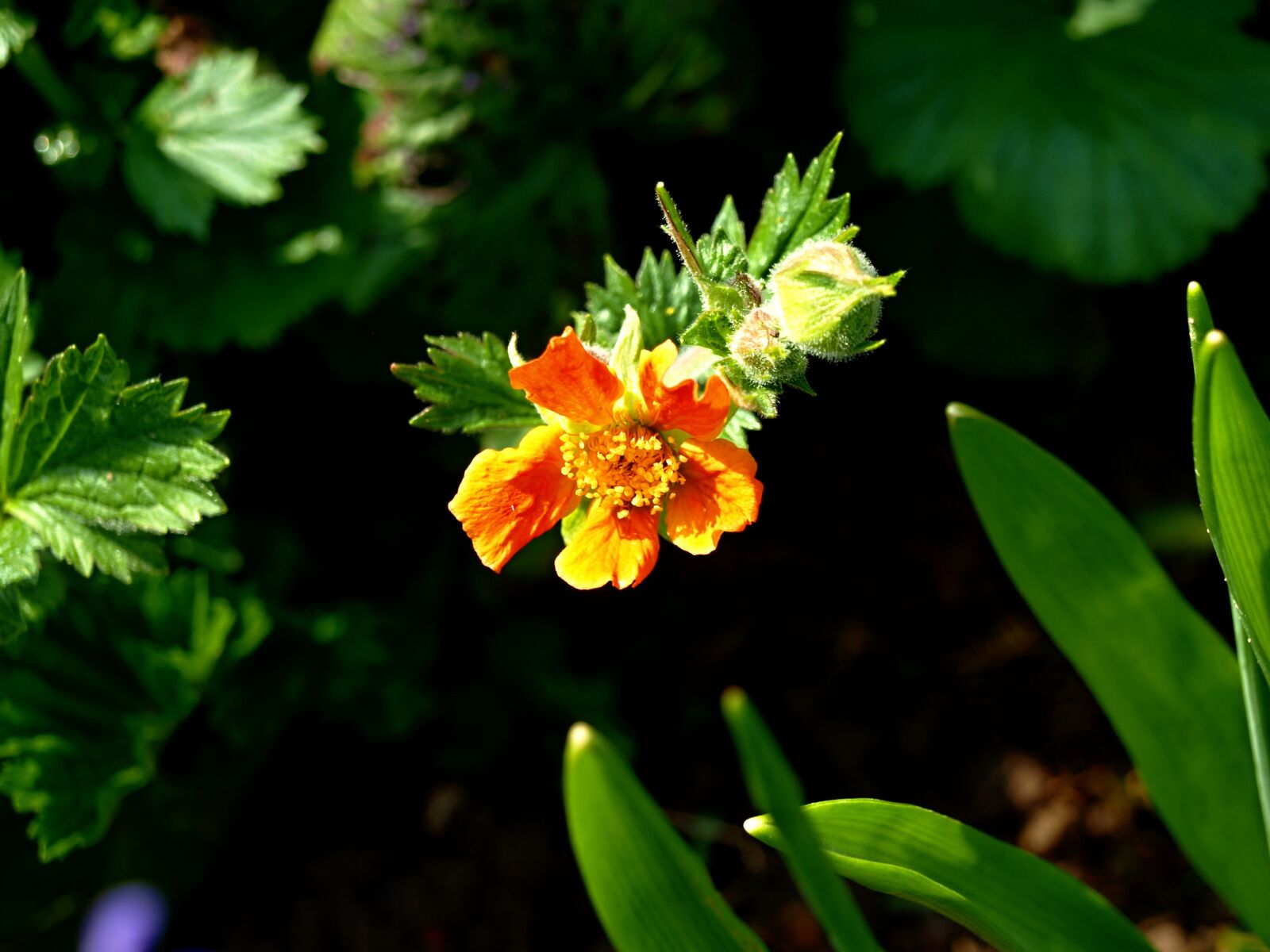 Olympus E-510 (EVOLT E-510) sample photo. Flowers, nature, plant photography