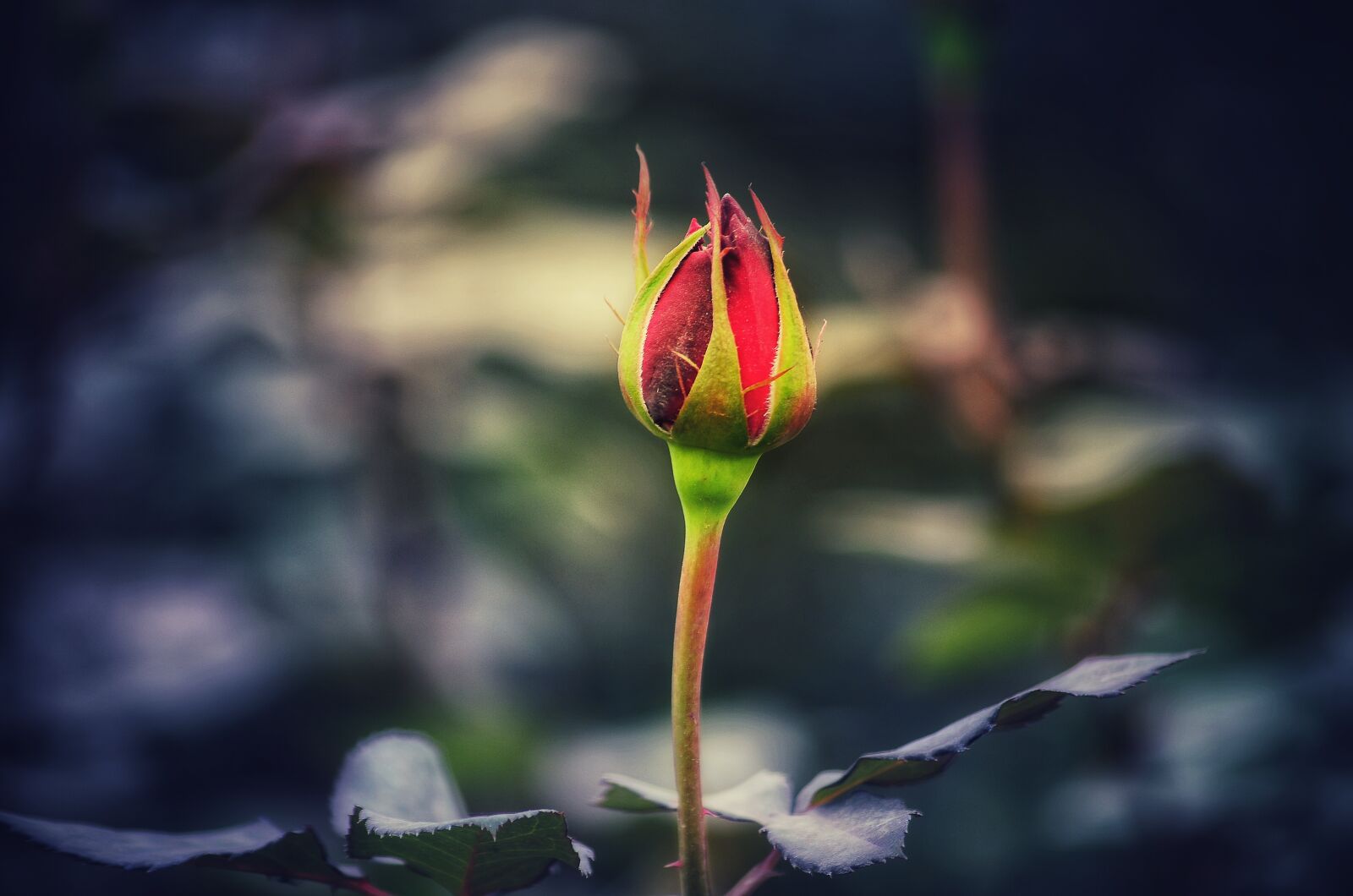 Nikon D5100 sample photo. Bud, rose, flower photography