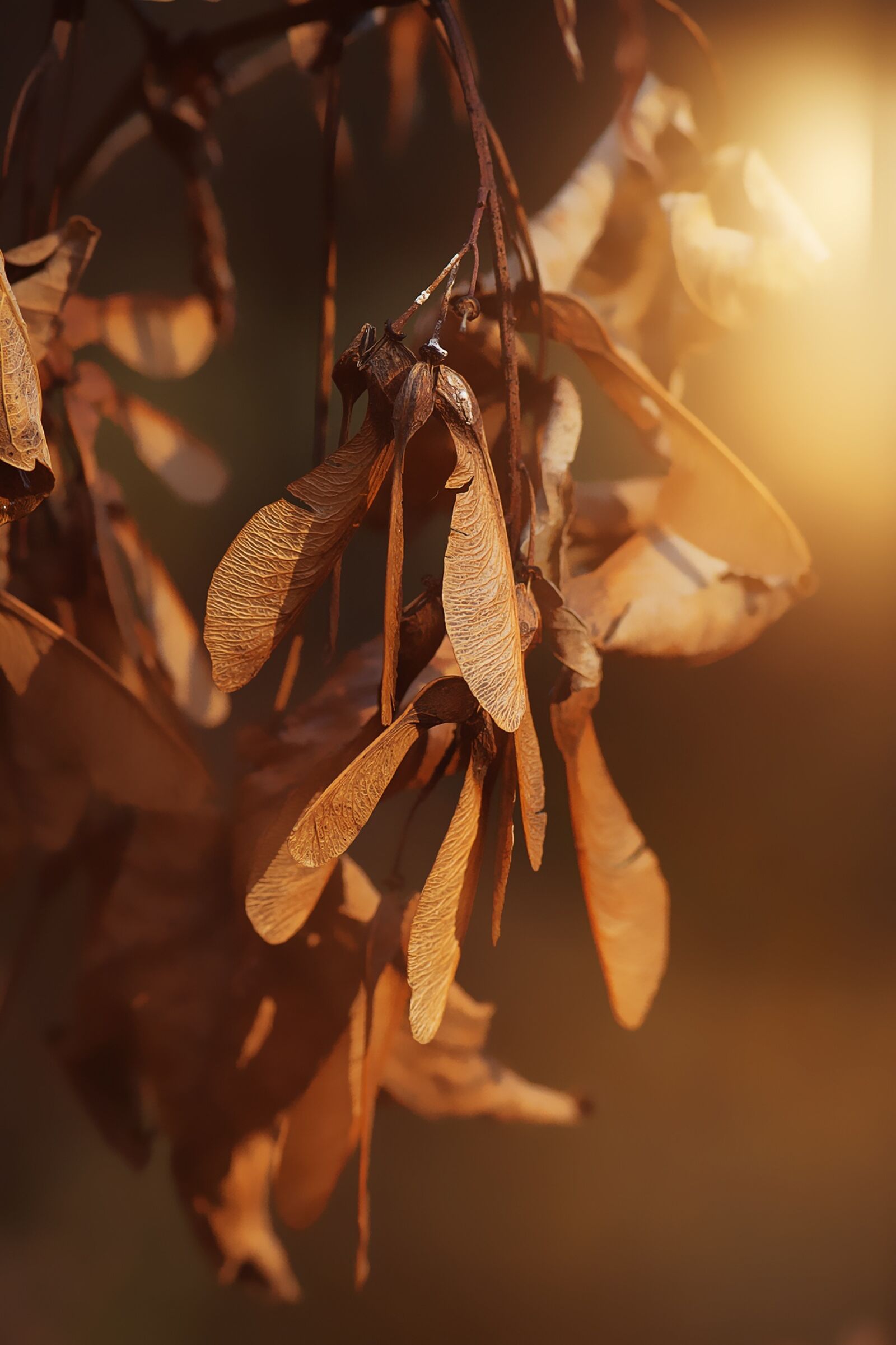 Nikon D7100 sample photo. Propeller, seeds, maple mountain photography