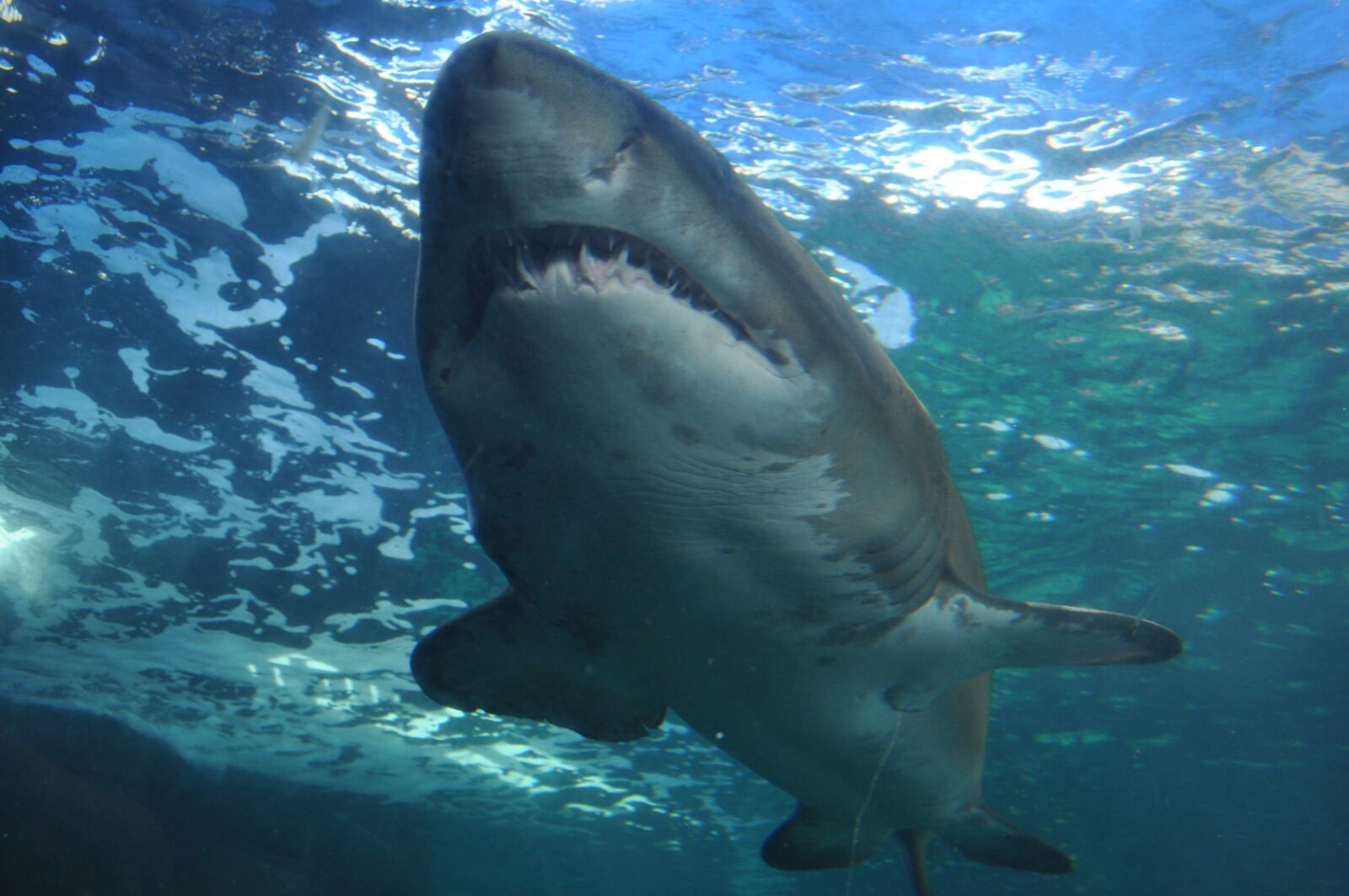 Nikon D5000 sample photo. Shark, sea, ocean photography