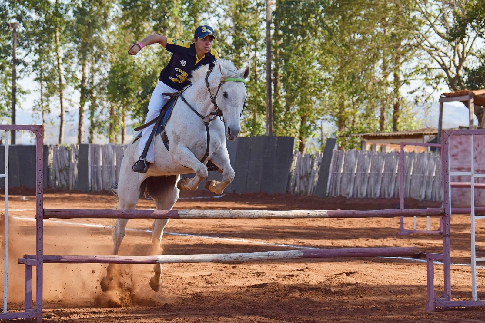 Nikon D5300 sample photo. Horse, equestrianism, stallion photography
