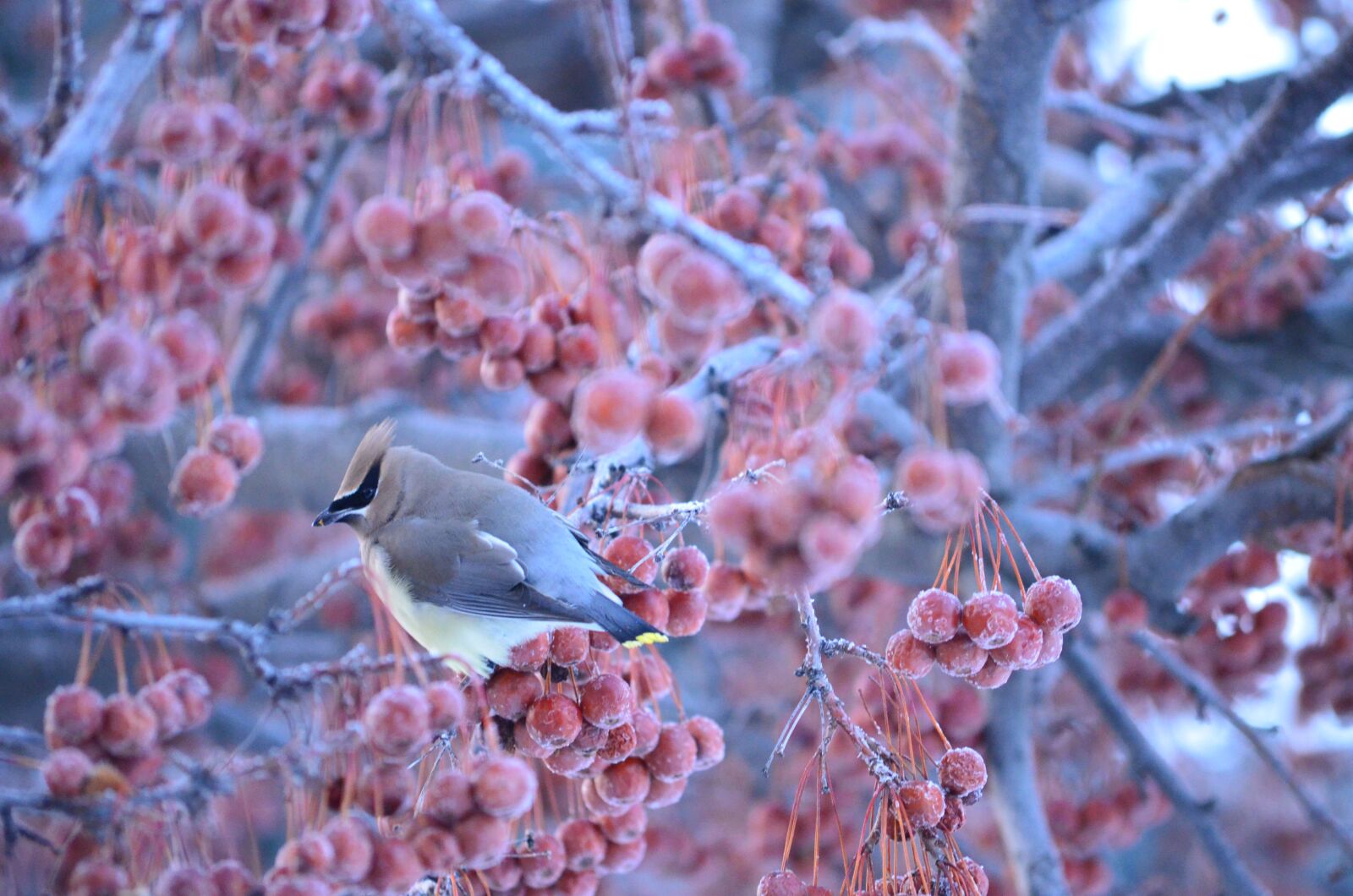 Nikon D5100 sample photo. Winter, bird, frozen photography