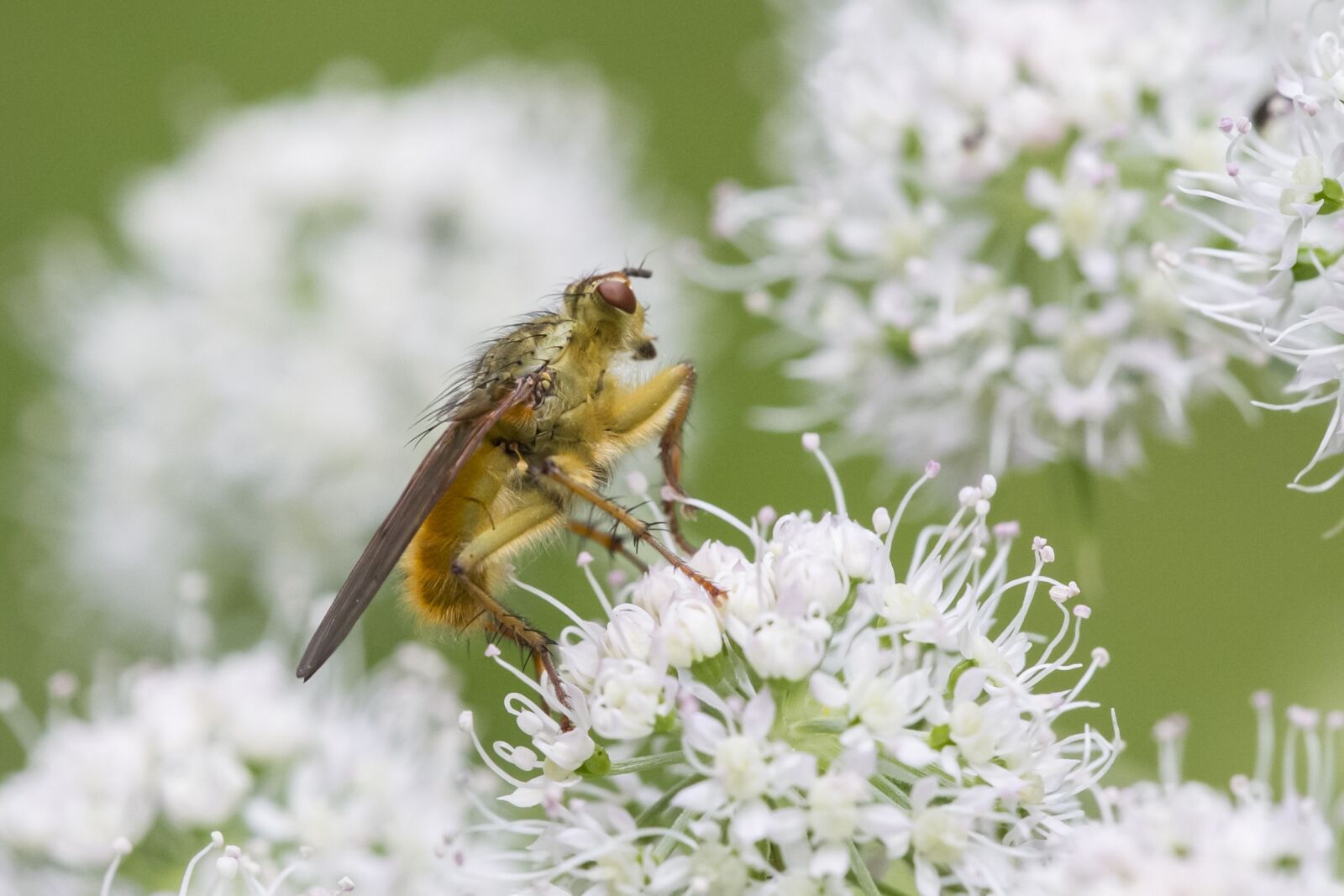 Canon EOS 7D sample photo. Insect, hairy, fly photography
