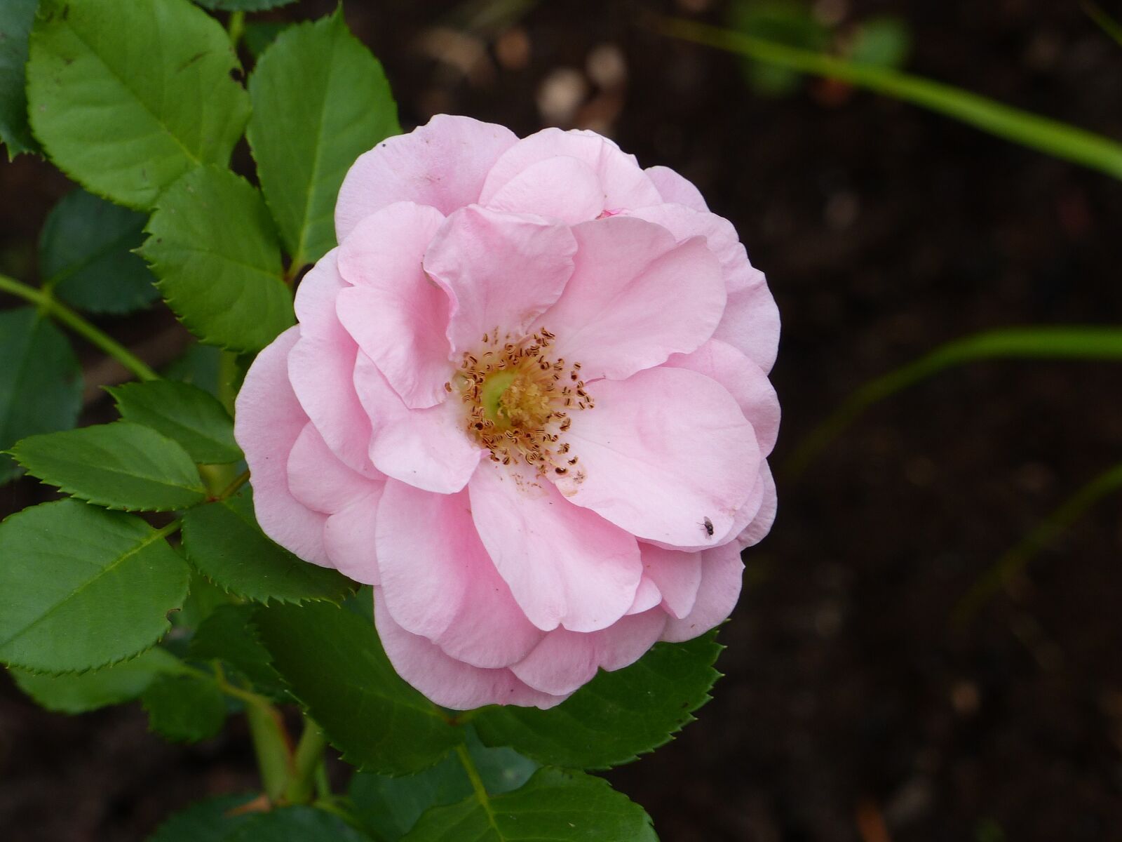 Panasonic Lumix DMC-FZ200 sample photo. Ros, pink, garden photography