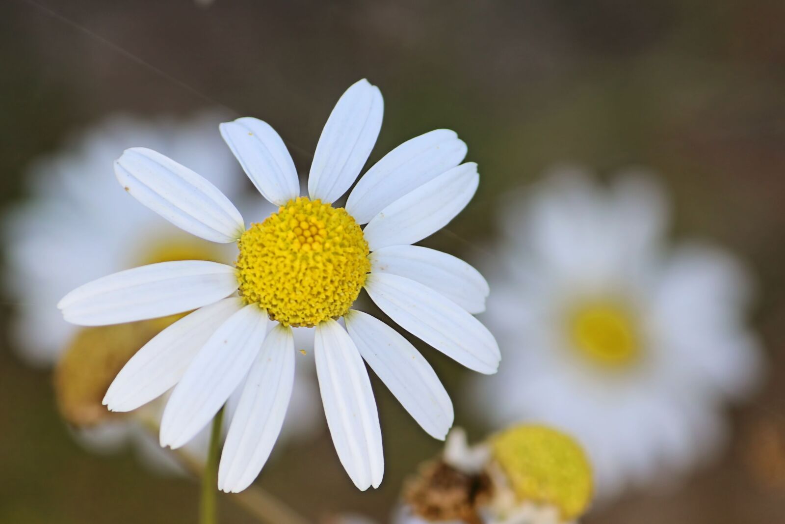 Canon EOS 600D (Rebel EOS T3i / EOS Kiss X5) sample photo. Chamomile, wild flower, roadside photography
