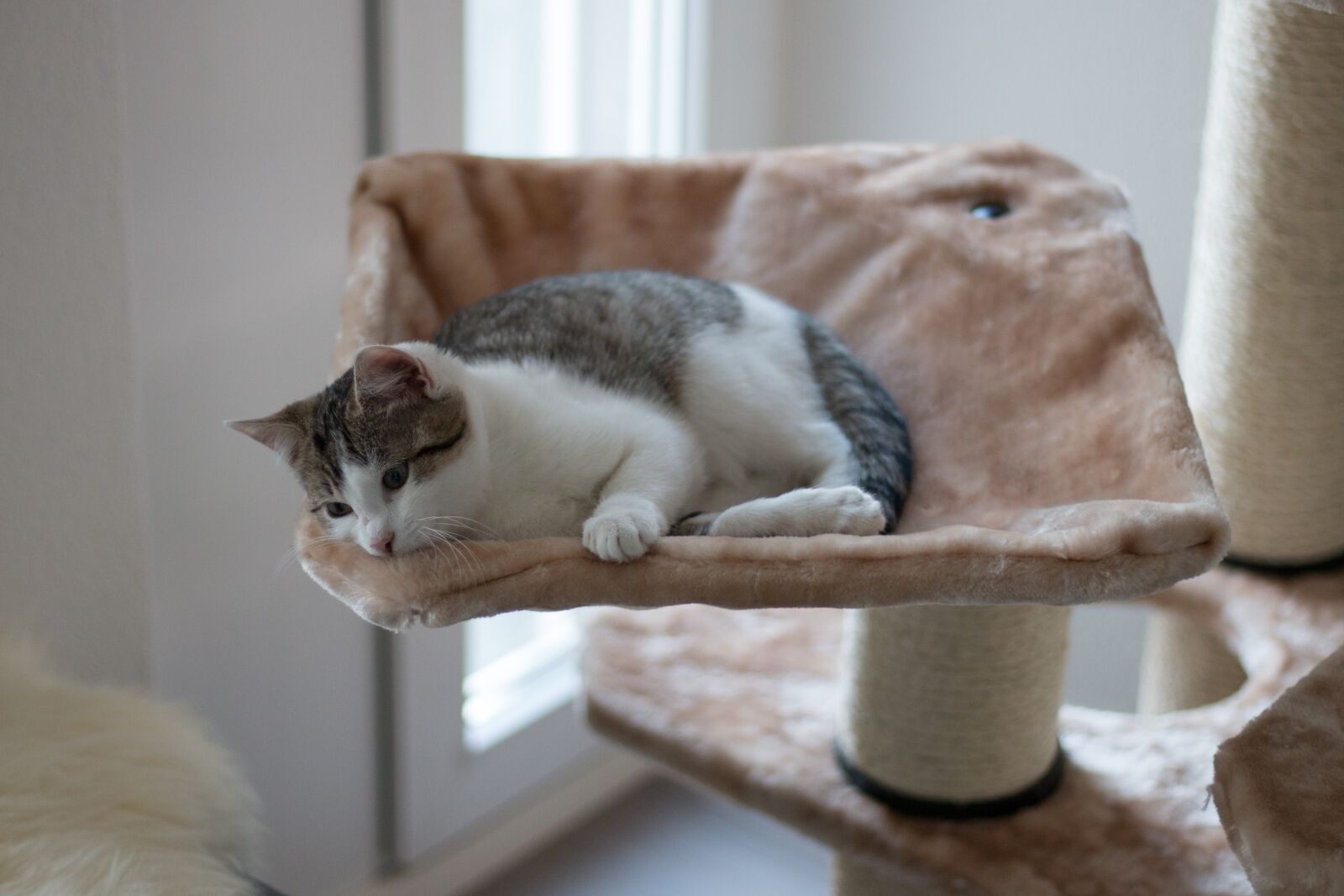 Canon EOS 70D + Canon EF 50mm F1.8 STM sample photo. Kitten, cat tree, mieze photography