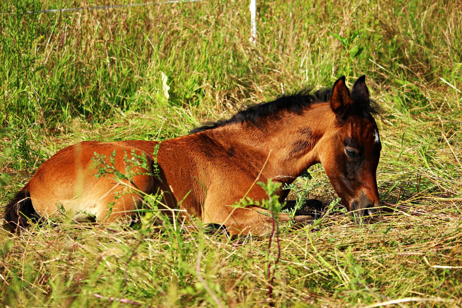 Canon EOS 100D (EOS Rebel SL1 / EOS Kiss X7) sample photo. Horse, foal, thoroughbred arabian photography