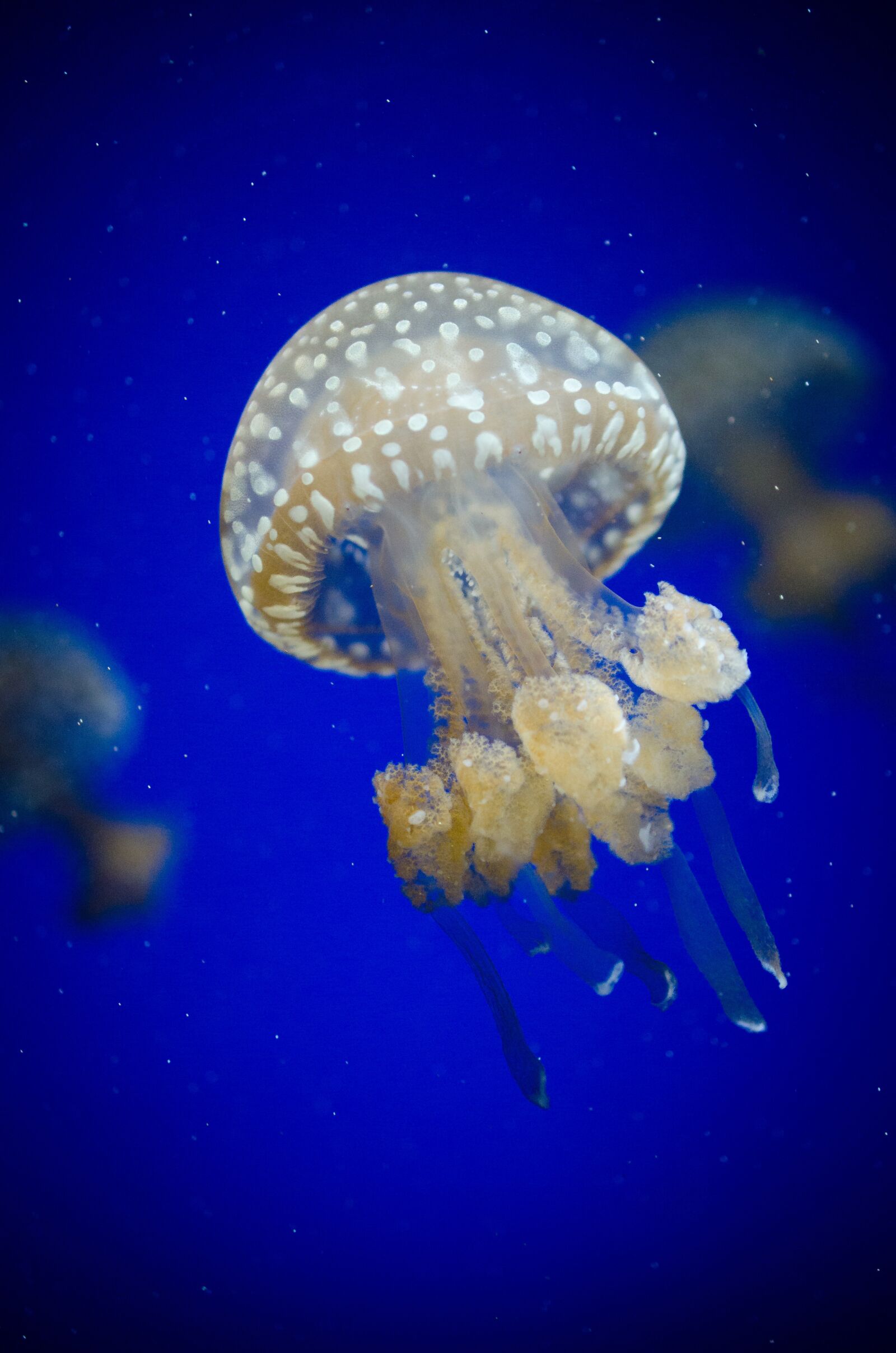 Nikon D7000 sample photo. Aquarium, jellyfish, aquatic photography