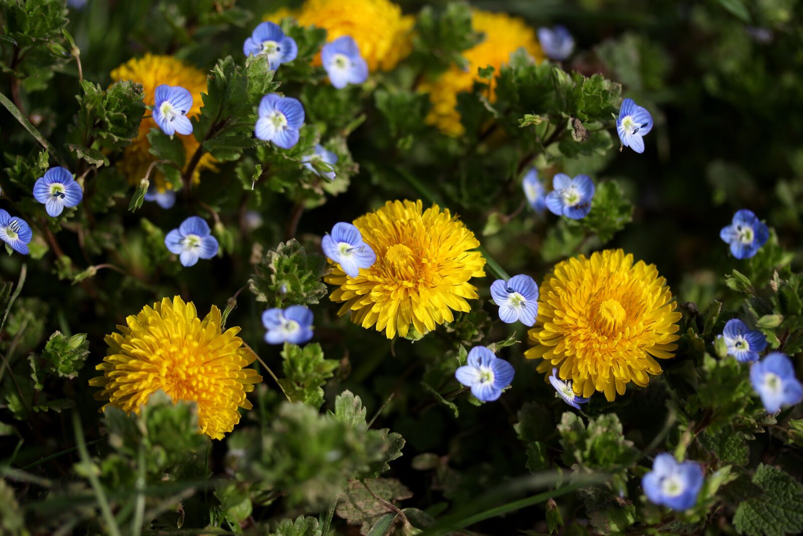 Canon EF-S 60mm F2.8 Macro USM sample photo. Dandelion, yellow, plants photography