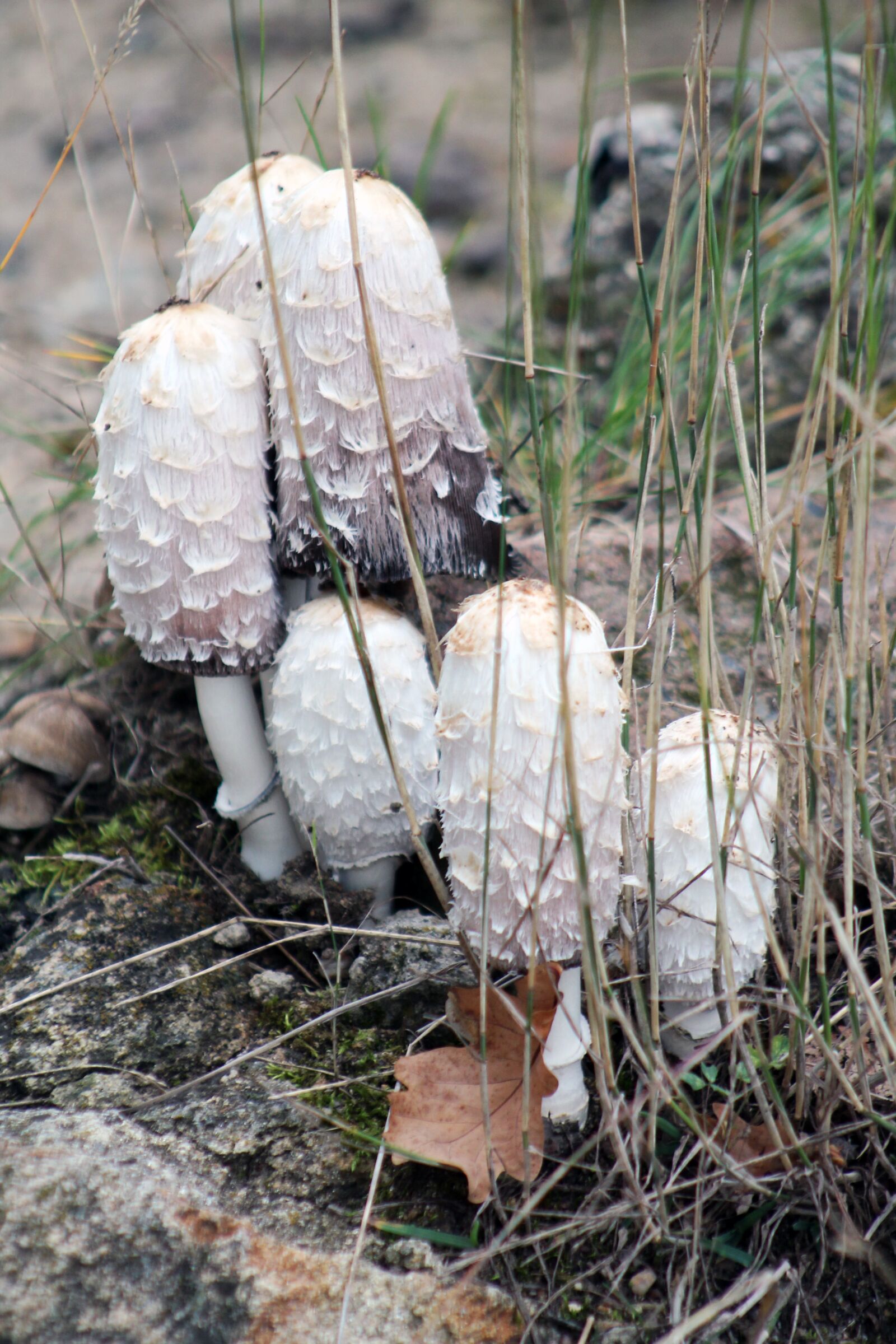 Canon EF 75-300mm f/4-5.6 sample photo. Mushrooms, forest, tree photography