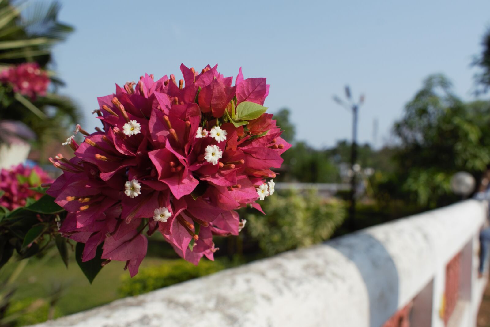 Nikon D3300 sample photo. Flower, pink, white photography