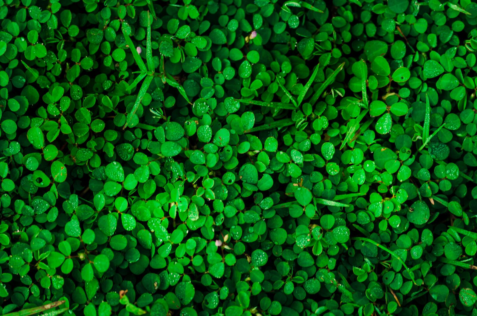 Nikon D7000 sample photo. Nature, green, grass photography