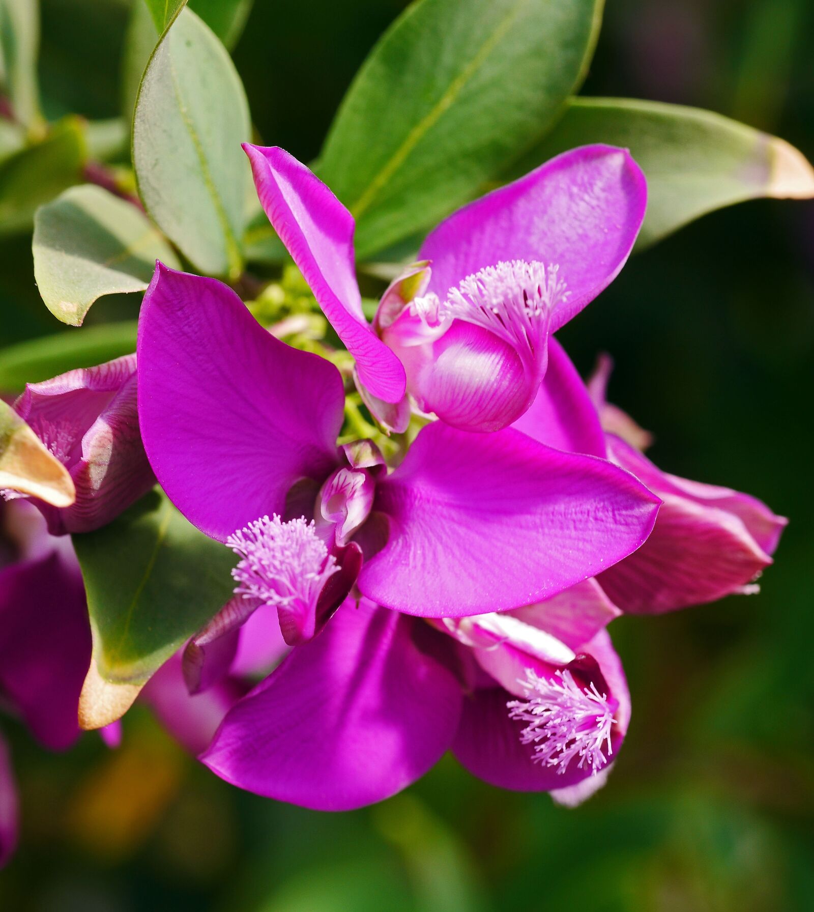 Panasonic Lumix DMC-GH3 sample photo. Exotic blossoms, succulents, water photography