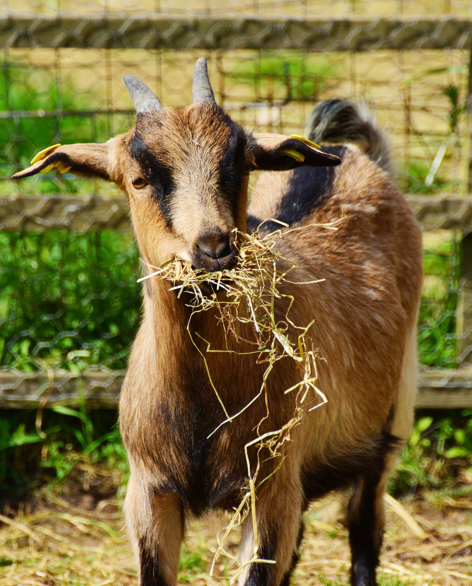 Nikon D5200 sample photo. Goat, young animal, billy photography