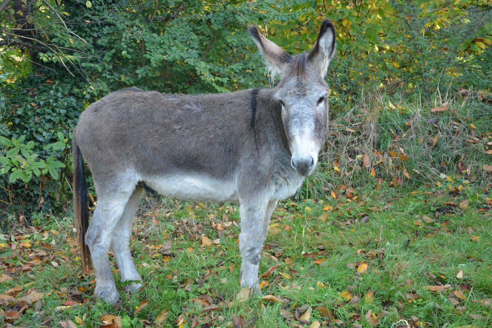 Nikon D5200 sample photo. Donkey, gray donkey, equine photography