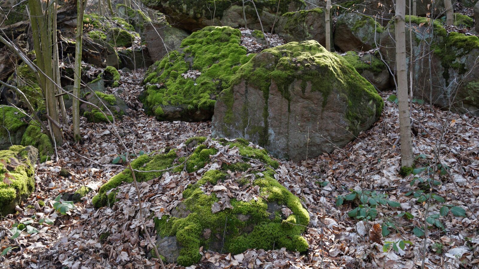 Sony Alpha a3000 + Sony E 18-55mm F3.5-5.6 OSS sample photo. Stones, moss, green photography