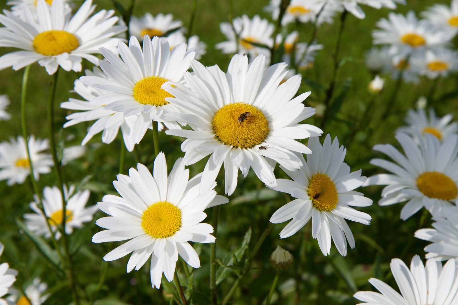 Canon EOS 70D sample photo. Marguerite, flower, bee photography