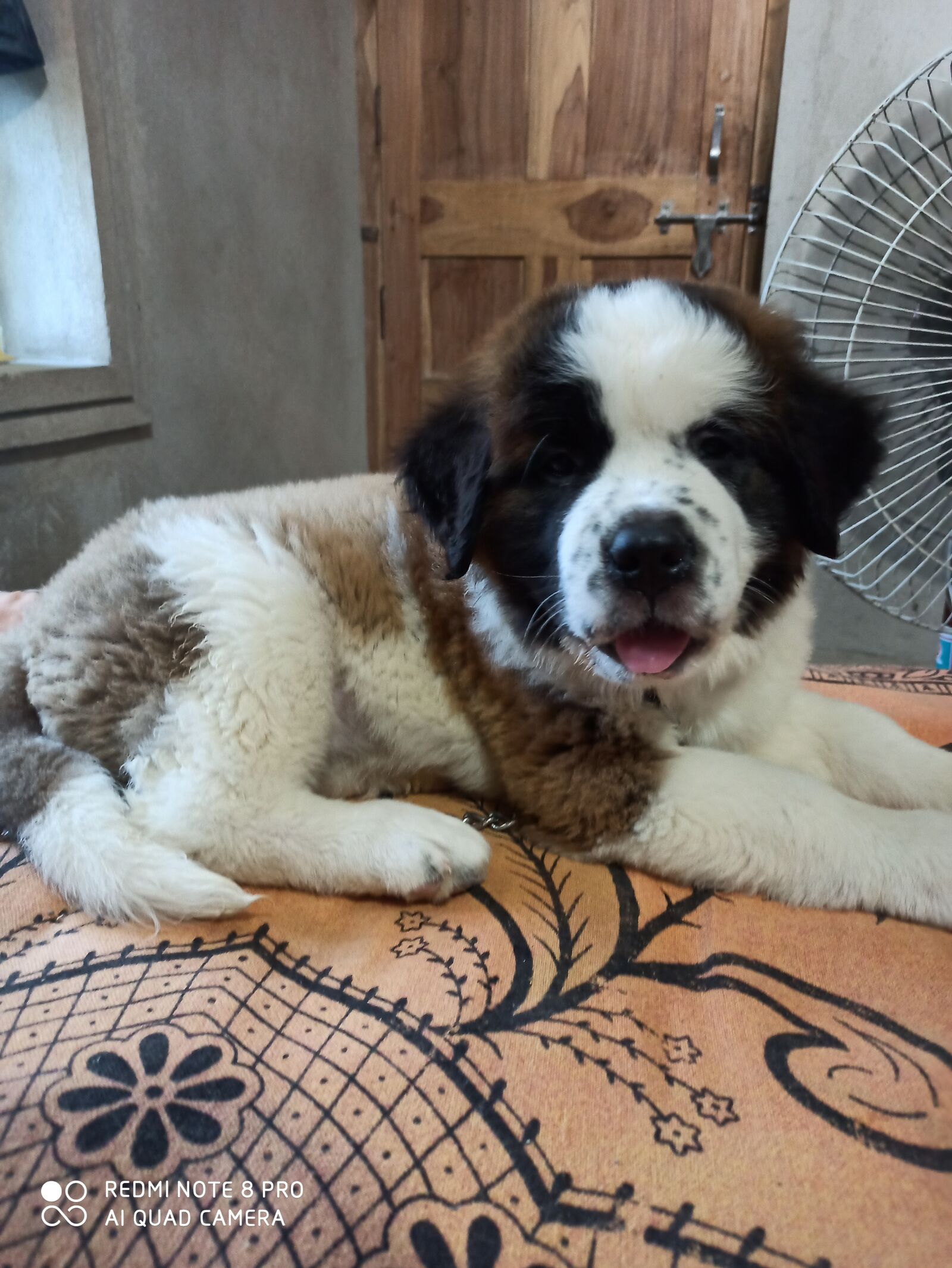 Xiaomi Redmi Note 8 Pro sample photo. Saint, bernard, dog photography