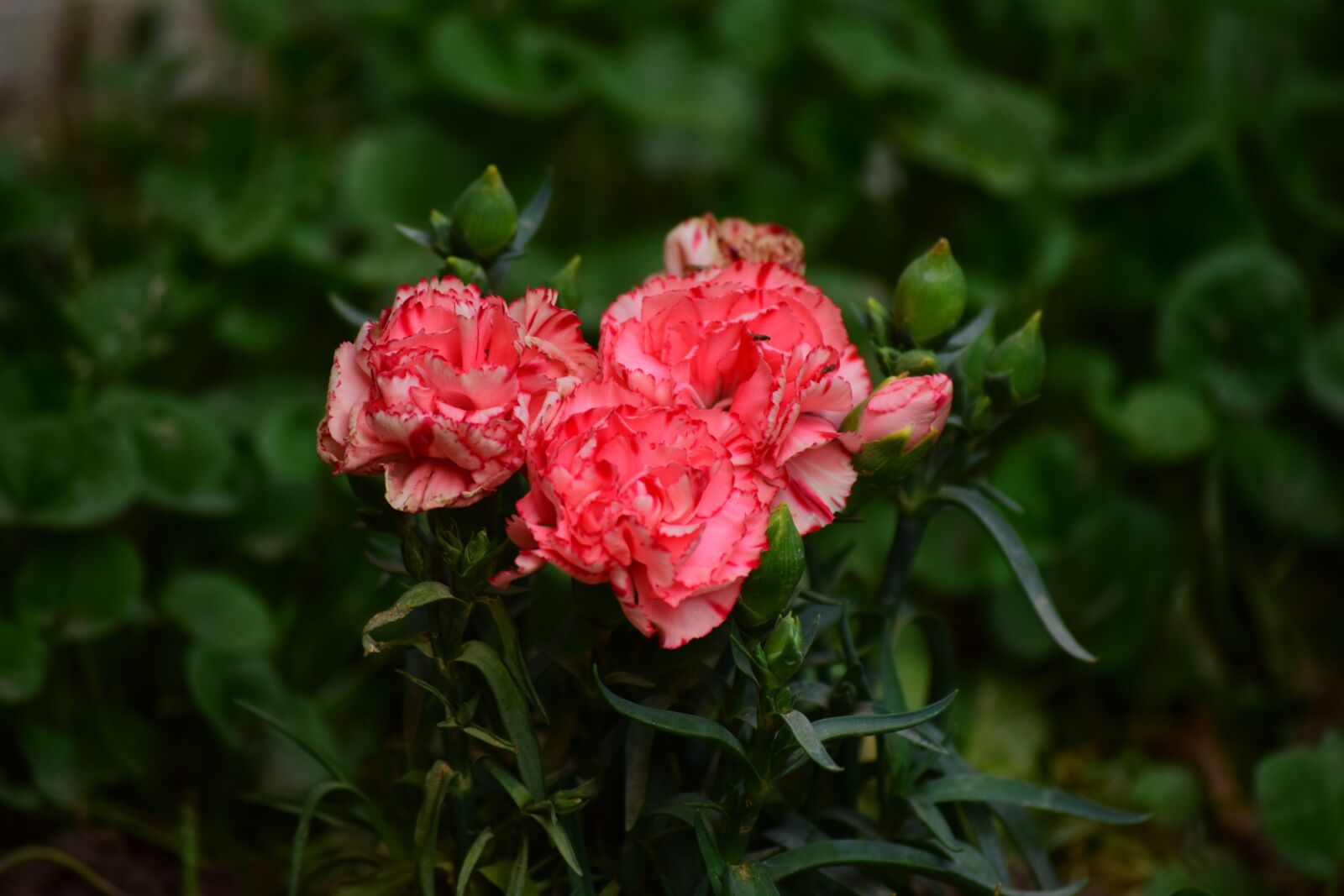Nikon D5300 sample photo. Garden, flowers, roses photography