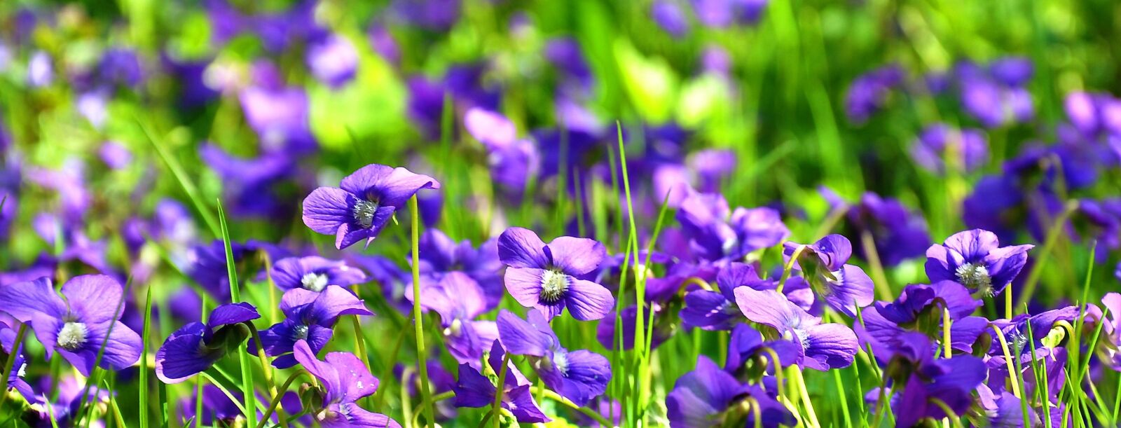 Nikon D90 sample photo. Spring, violet, nature photography