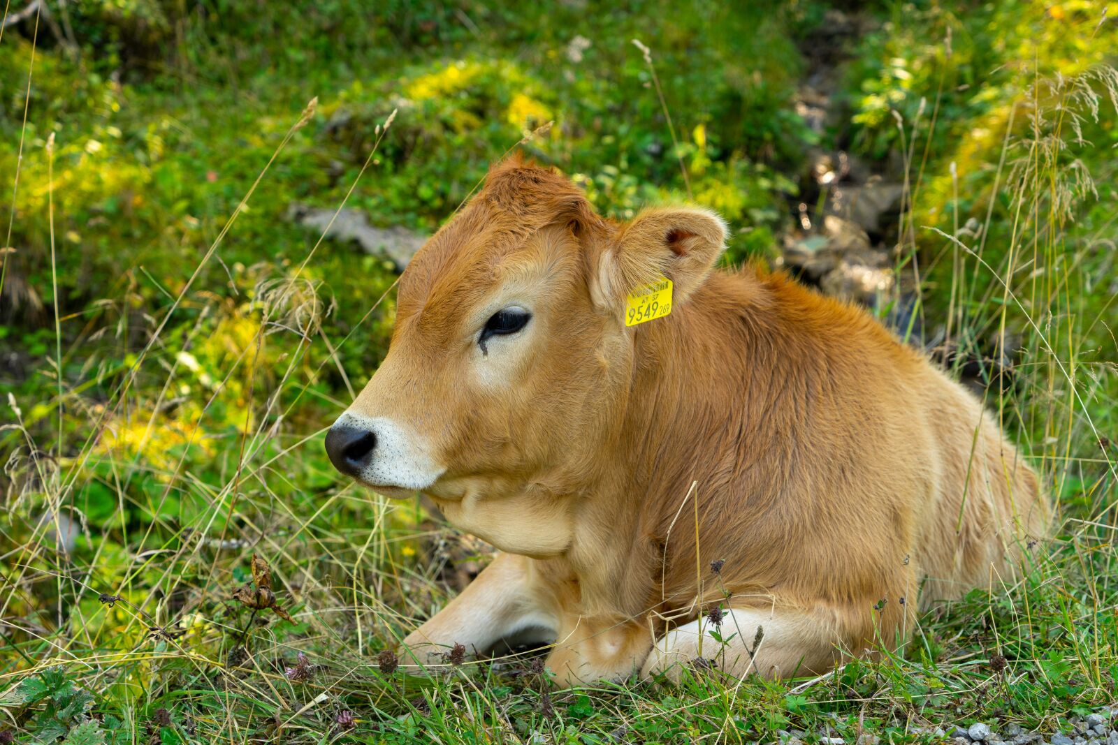 Sony Vario Tessar T* FE 24-70mm F4 ZA OSS sample photo. Cow, calf, cattle photography