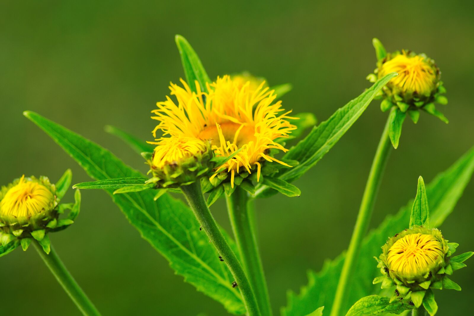 Nikon D3300 sample photo. Flower, yellow, flowers photography